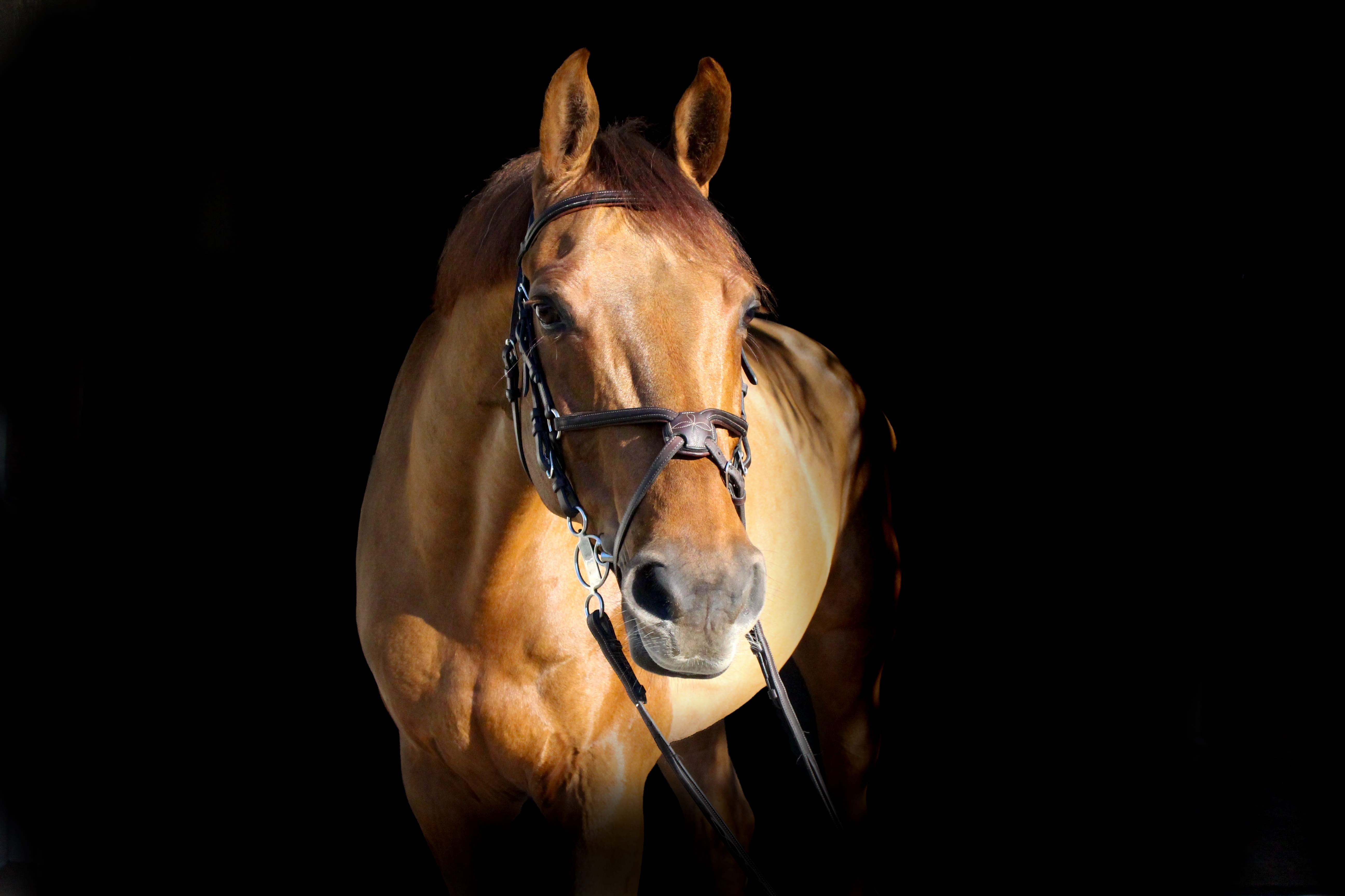 caballo, animal head, room, studio shot, black background, horse, blackbackground, portrait, herbivorous, livestock, animal wildlife, close-up, 5K, equine, HD Wallpaper