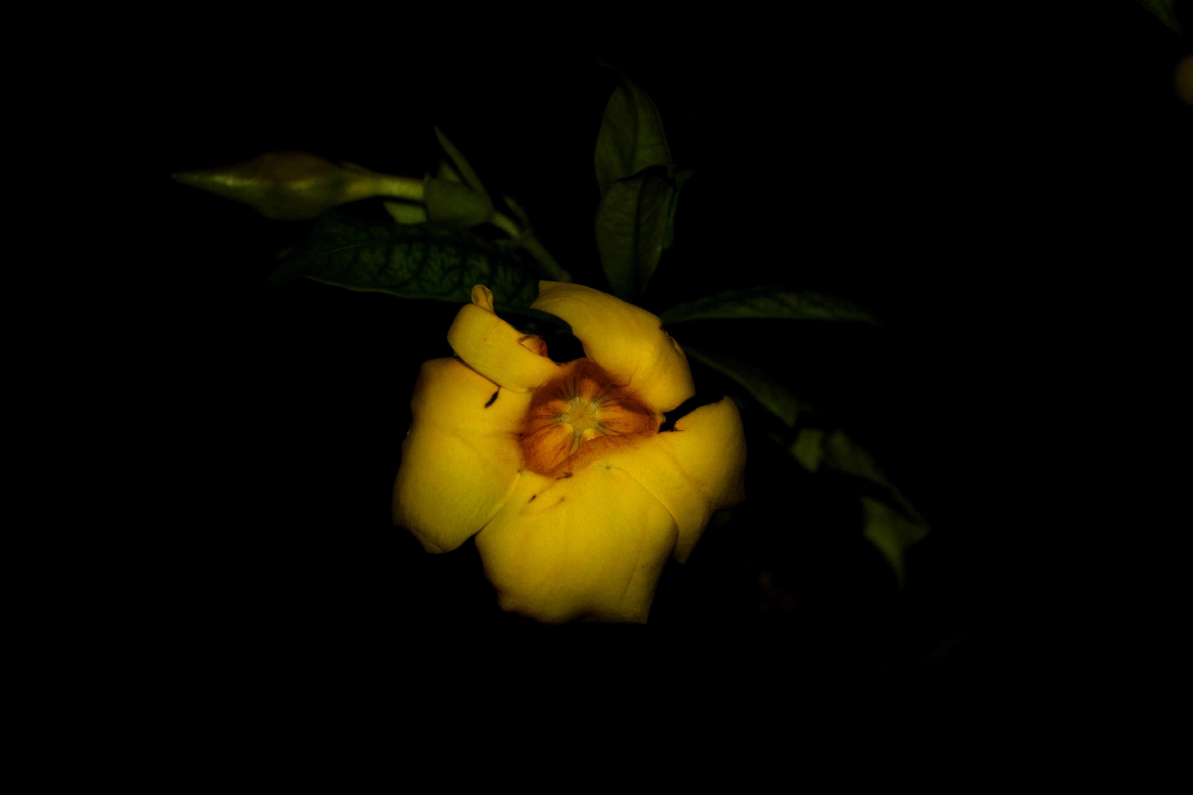 green, photography, indoors, fragility, black background, flower head, flower, beauty in nature, blackbackground, no people, close-up, vulnerability, nature, HD Wallpaper