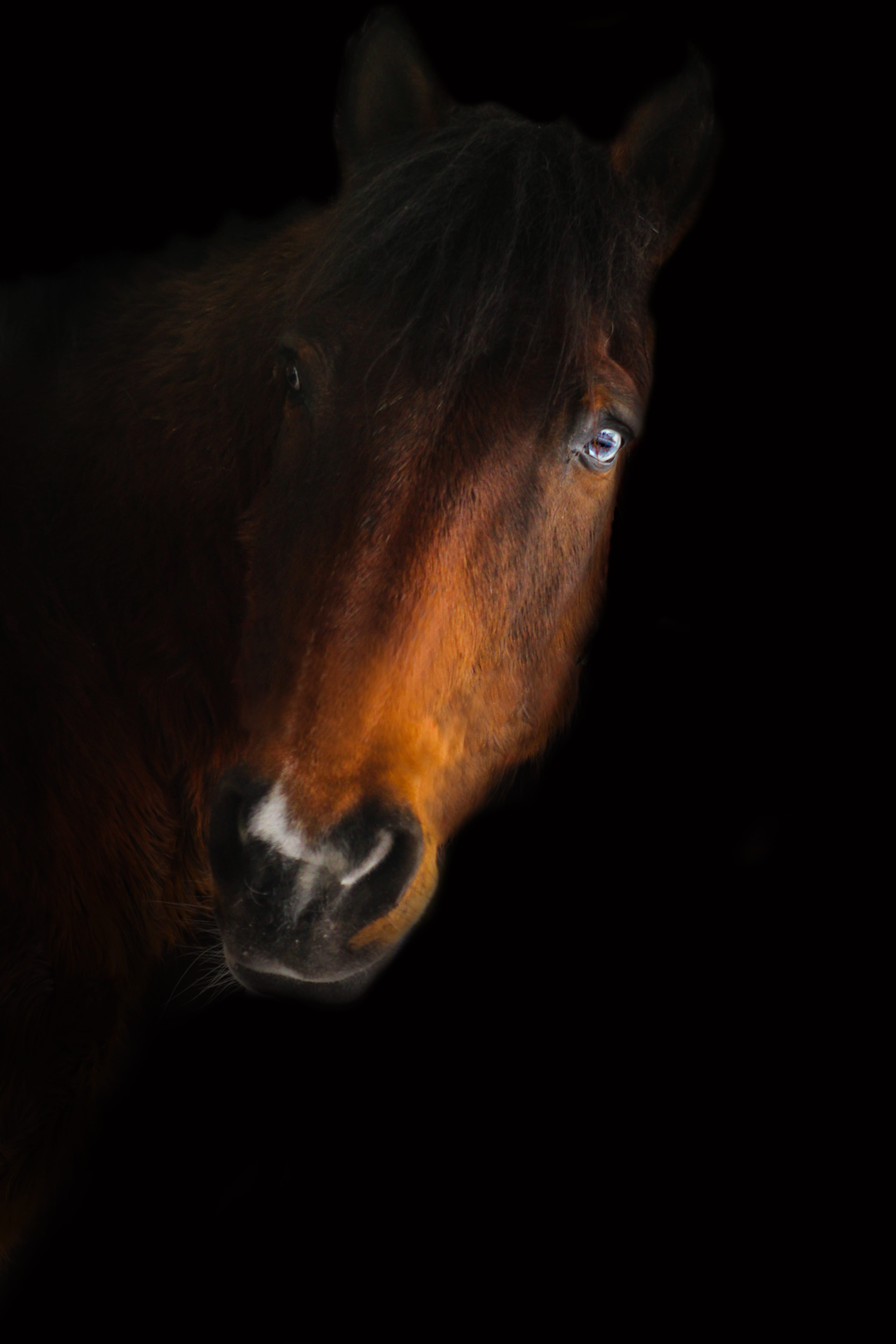 portrait, pets, dark, close-up, animal mouth, studio shot, indoors, vertebrate, animal wildlife, horse, animal, one animal, blackbackground, herbivorous, Phone HD Wallpaper