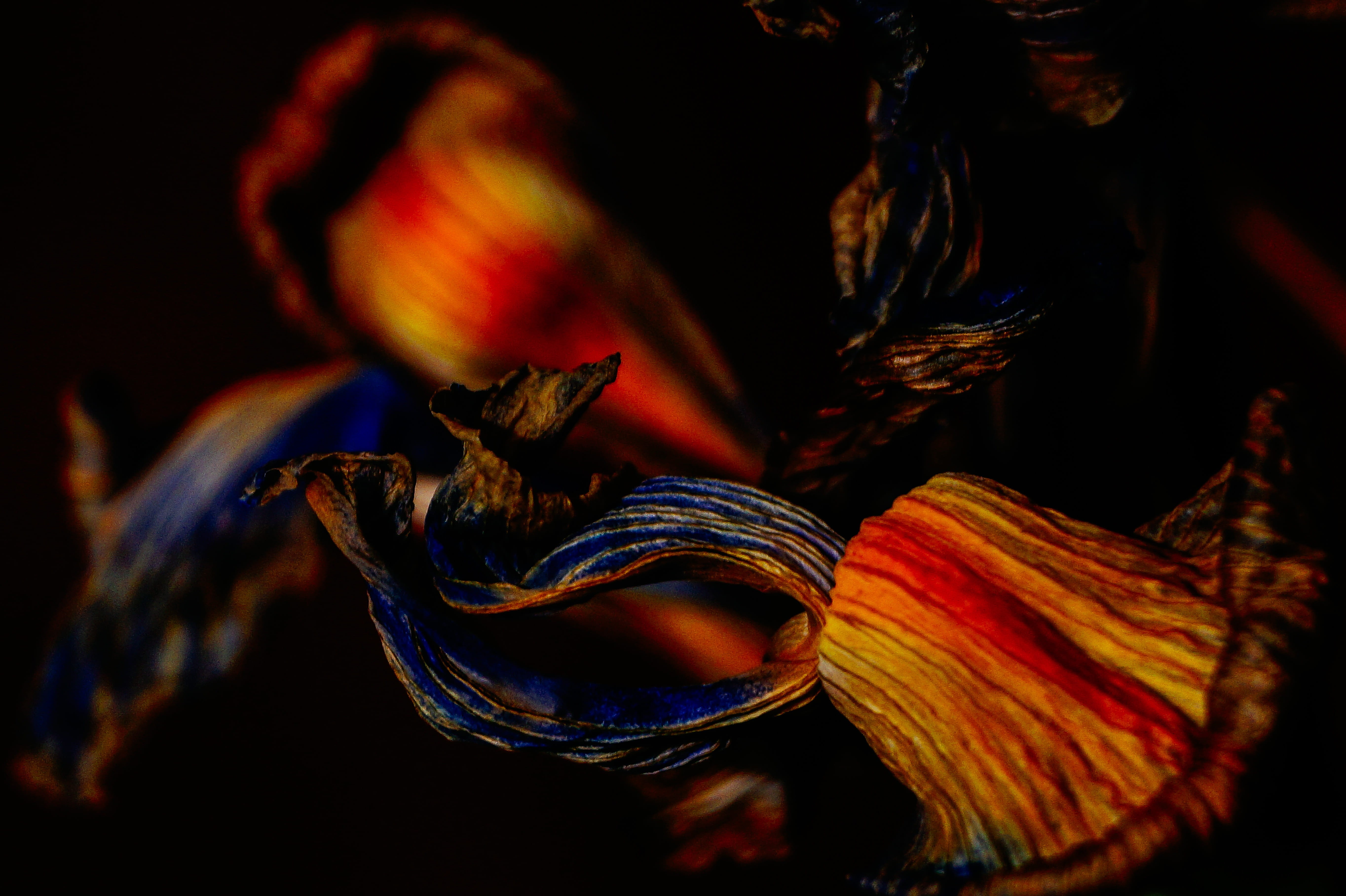 plant, bokeh, shades of color, textured, petal, beauty in nature, 5K, vulnerability, flowering plant, backgrounds, no people, close-up, indoors, multi colored, HD Wallpaper