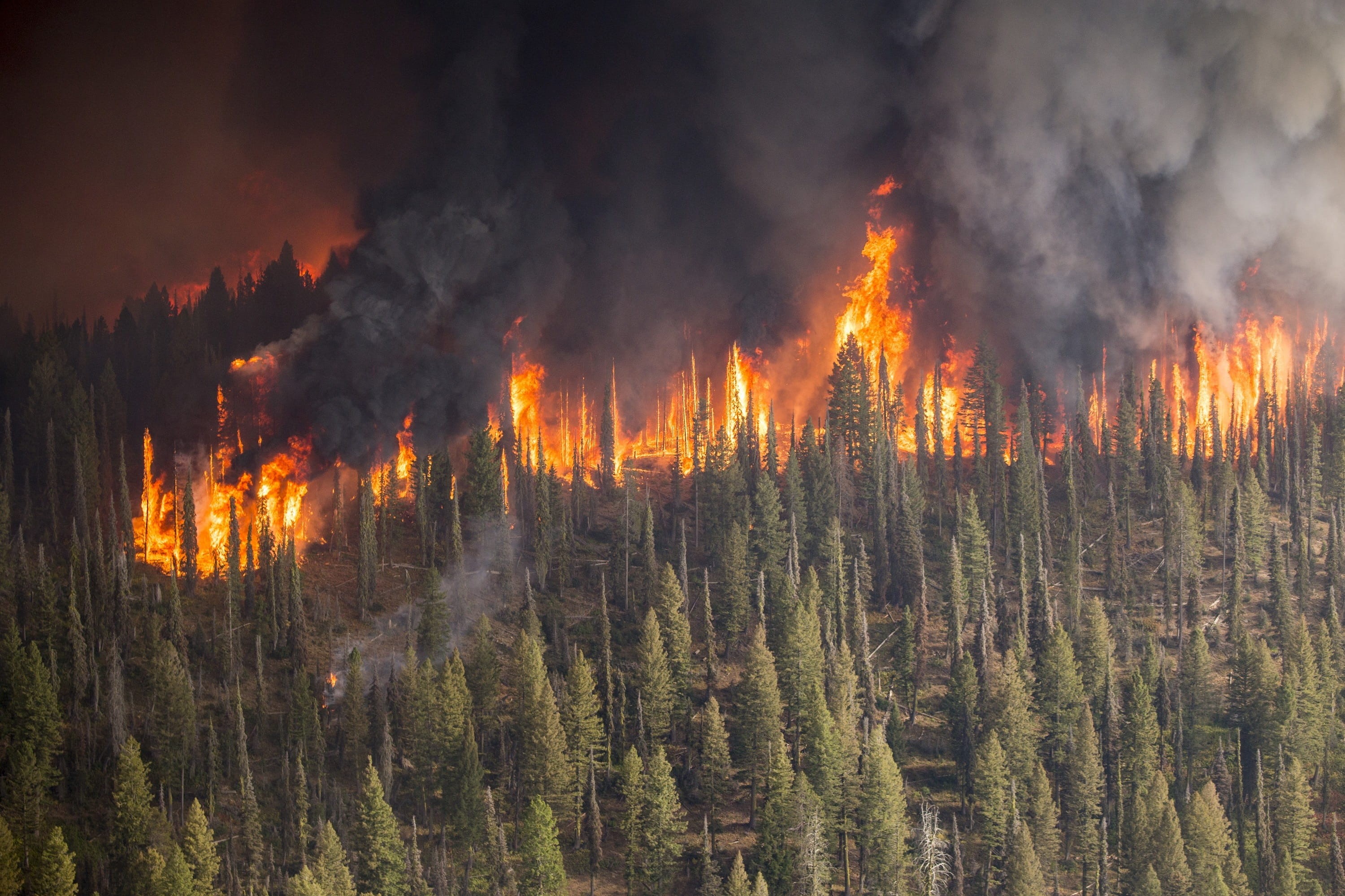 no people, boise national forest, pine woodland, coniferous tree, forest fire, danger, firefighters, power in nature, fire, land, 2K, damage, flame, burning, HD Wallpaper