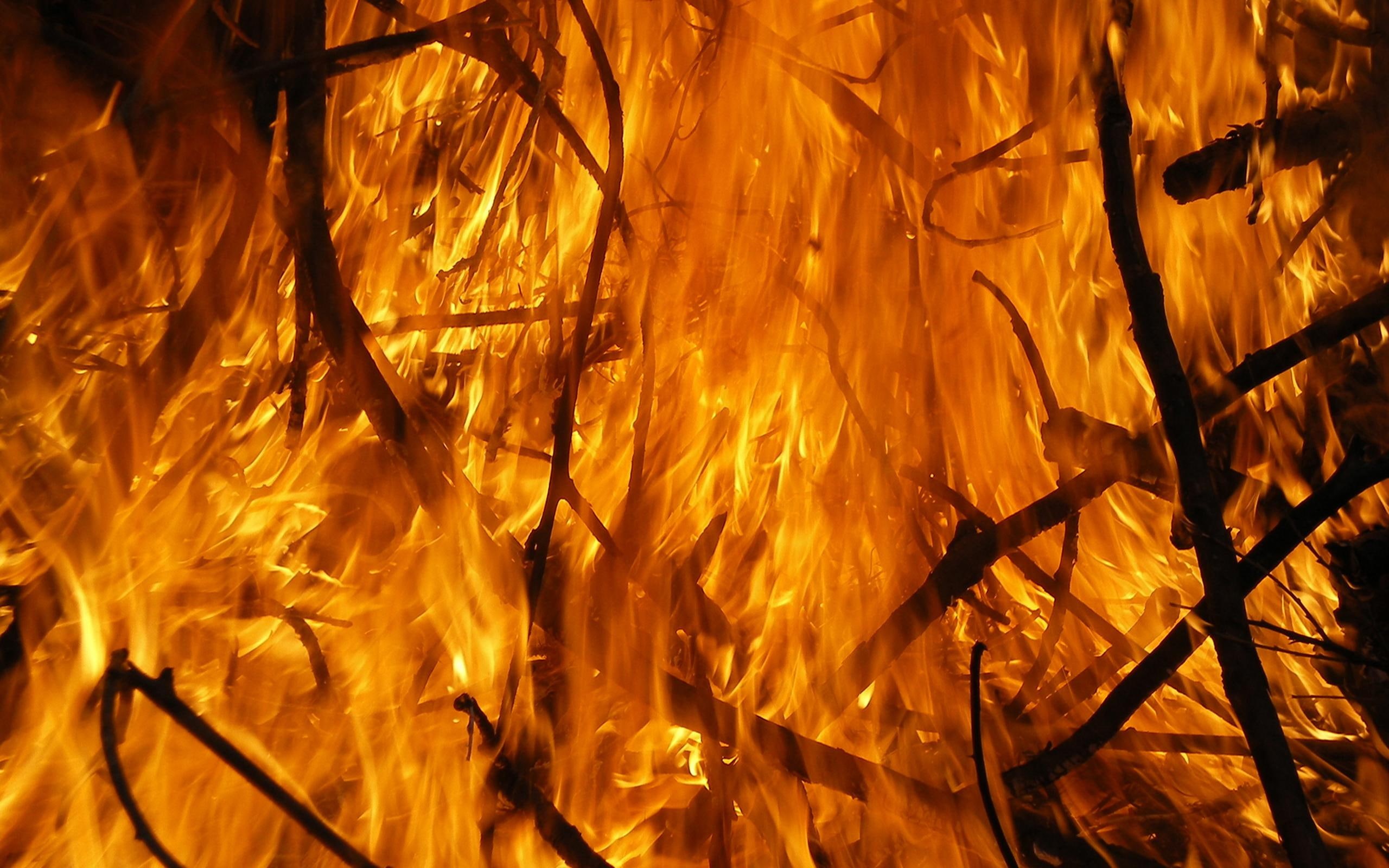 forest, wildfire, inferno, forests, trees, burning, 2K, blazing, nature and landscapes, fire, HD Wallpaper