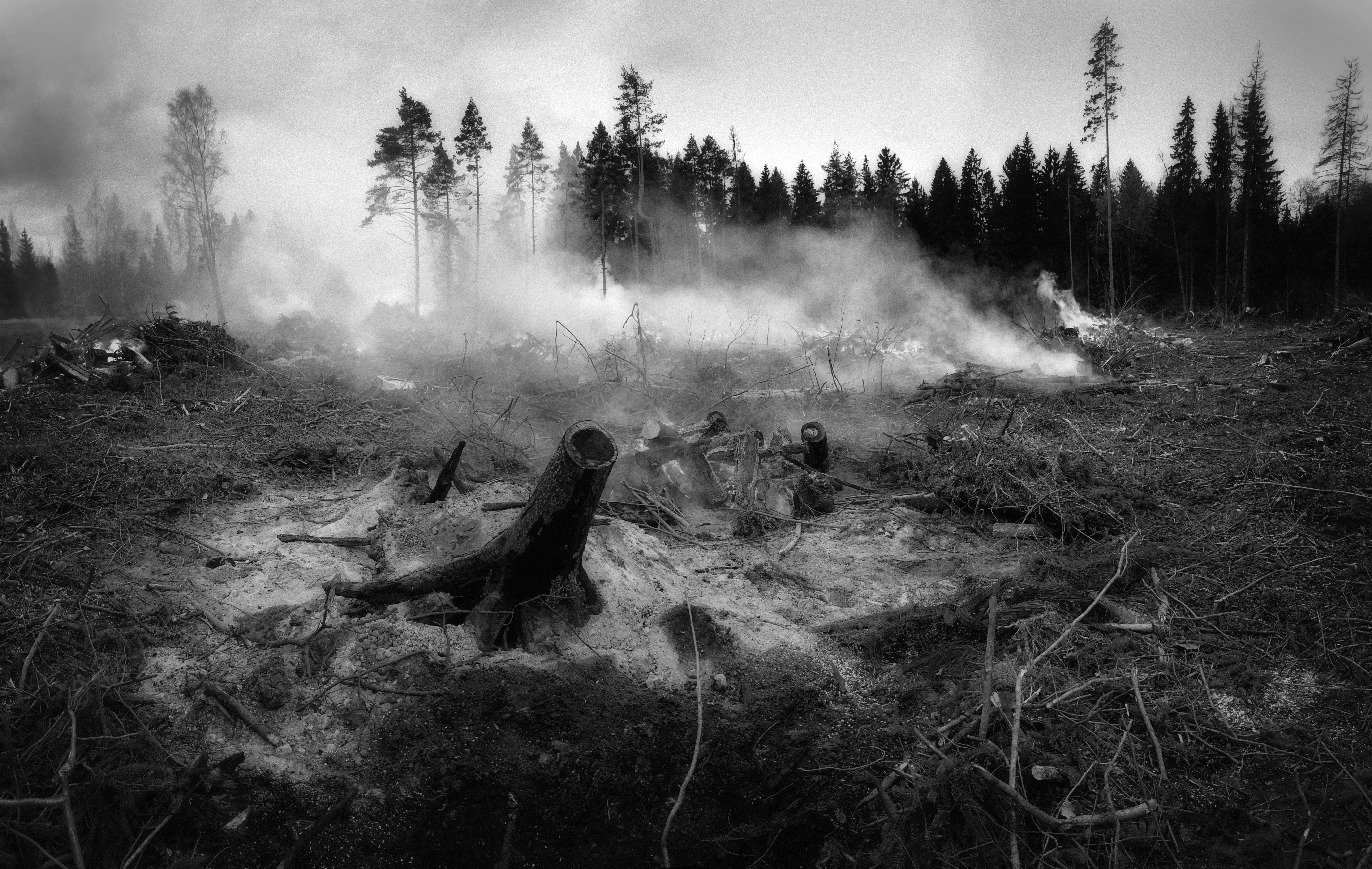 Fire, bark, beauty in nature, 8K, photography, tree, no people, adventure, fog, wildfire, day, Smoke, non-urban scene, smoke - physical structure, the forest fell, HD Wallpaper