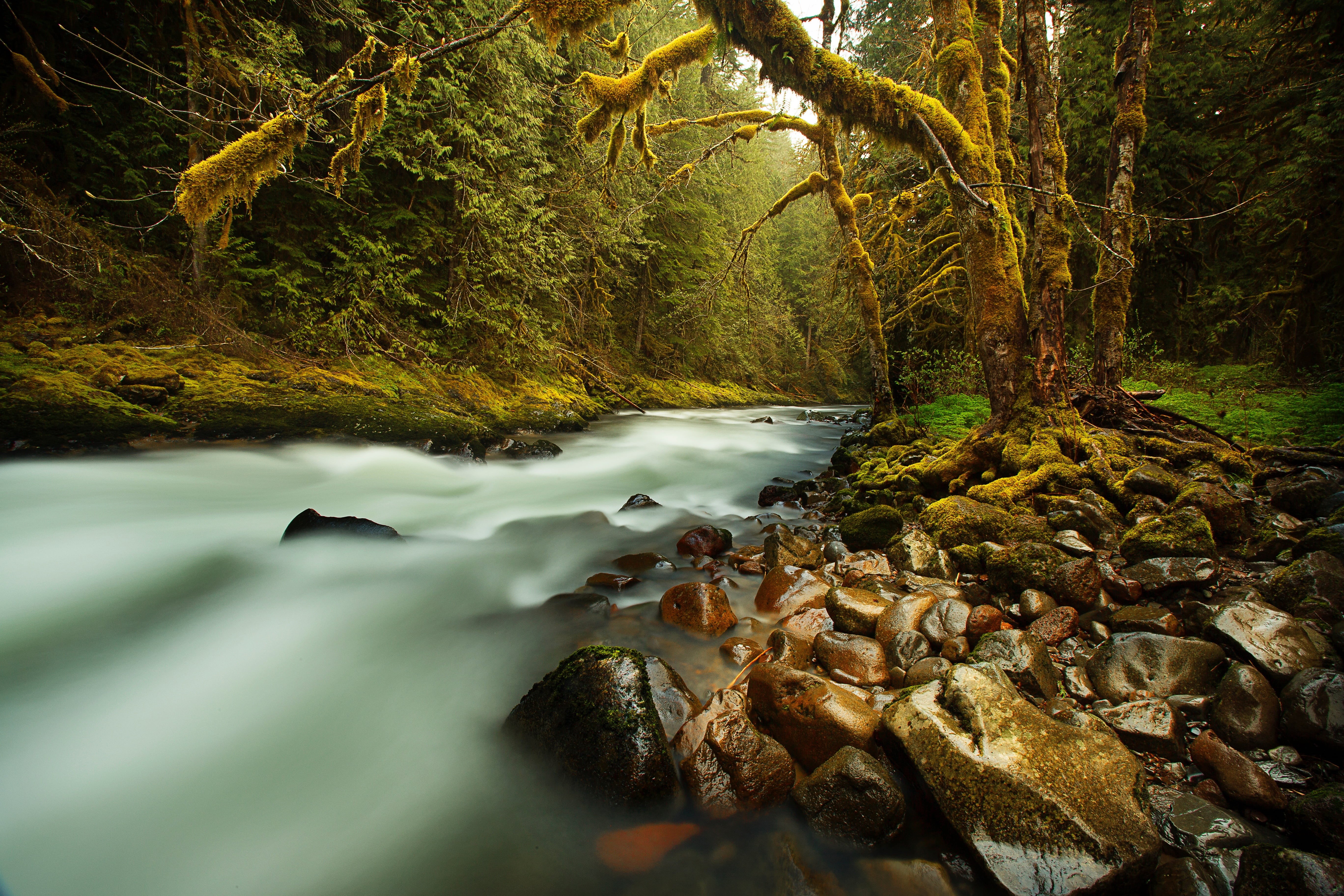 old, water, moss, photgraphy, solid, forest, creek, tree, near, peaceful, motion, nature, day, wet, stones, beauty in nature, wilderness, mystic, stream, HD Wallpaper