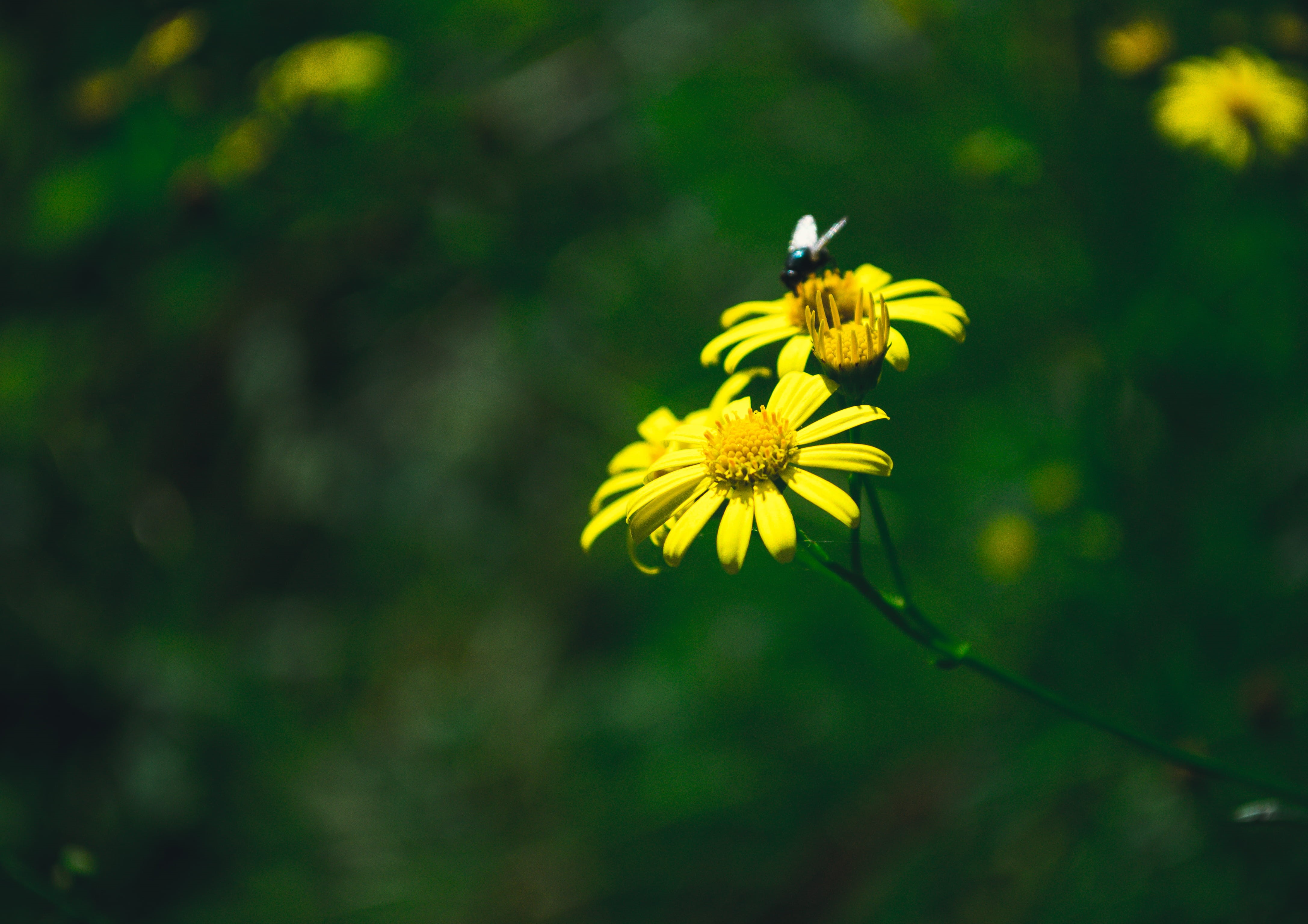 petal, growth, pollen, no people, animals in the wild, beauty in nature, freshness, green background, macro world, alone, pestle, plant, yellow, macro photo, HD Wallpaper