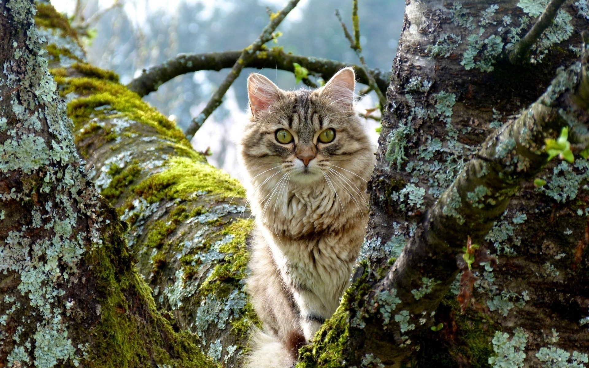1080P, fur, nature, ears, whiskers, eyes, moss, nose, animals, trees, cats, photgraphy, face, HD Wallpaper
