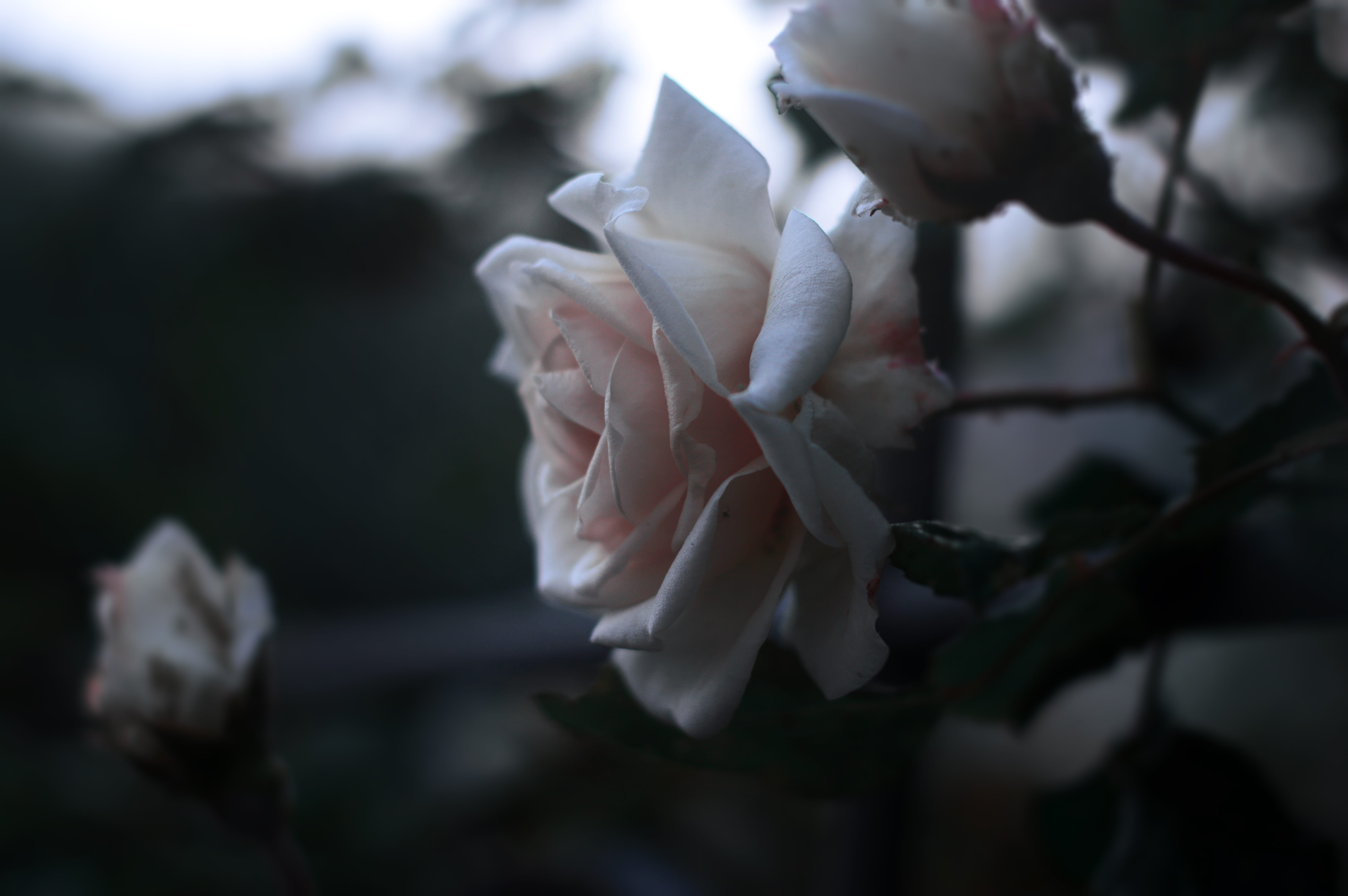 springtime, bloom, flowering plant, fragility, leaf, season, freshness, flower, flower head, day, 5K, vulnerability, white color, outdoors, nature, selective focus, HD Wallpaper