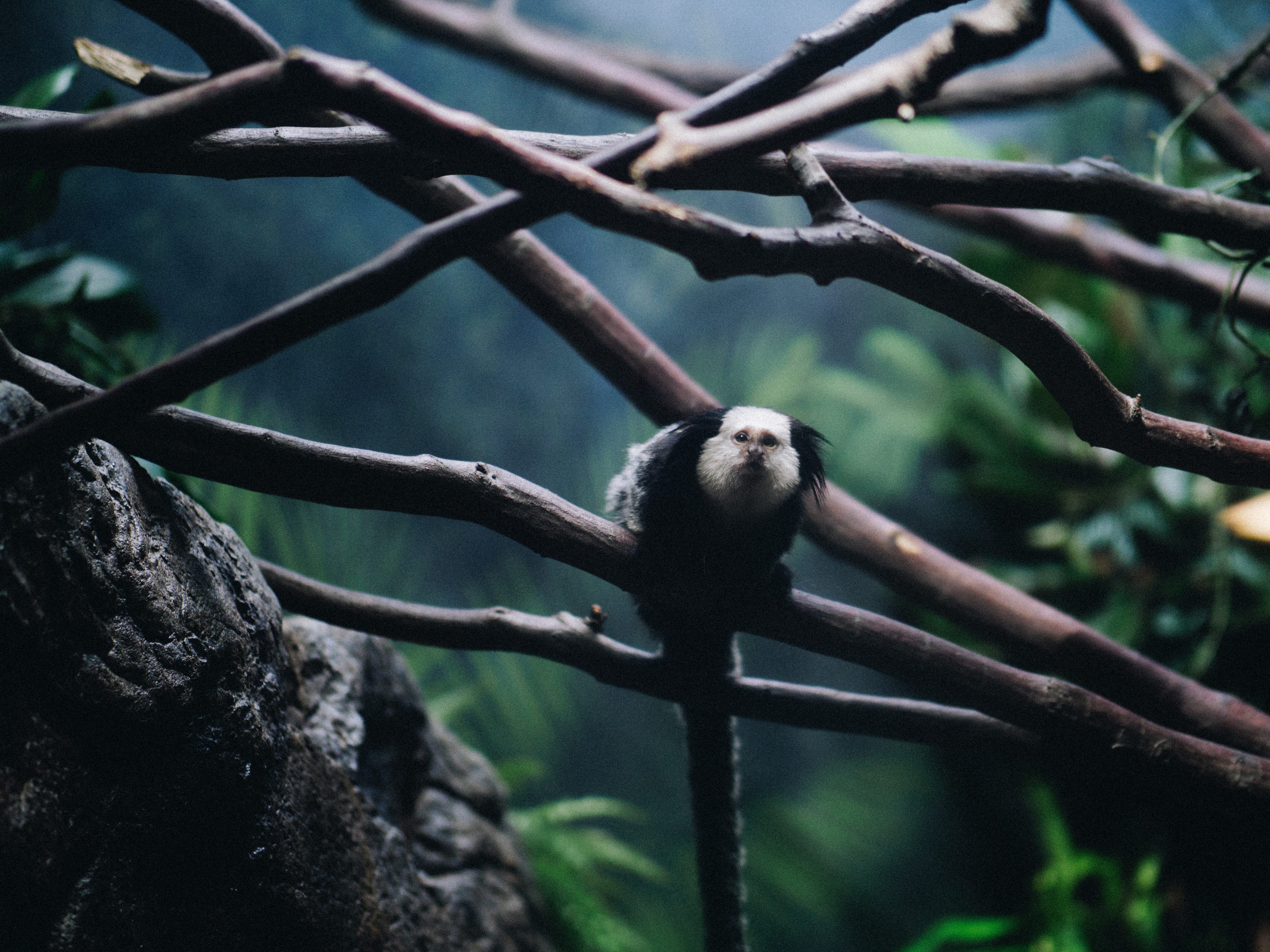 vertebrate, day, mamal, expedition, ape, animal themes, perching, full length, low angle view, grey, tree, united states, animals in the wild, black, forest, HD Wallpaper