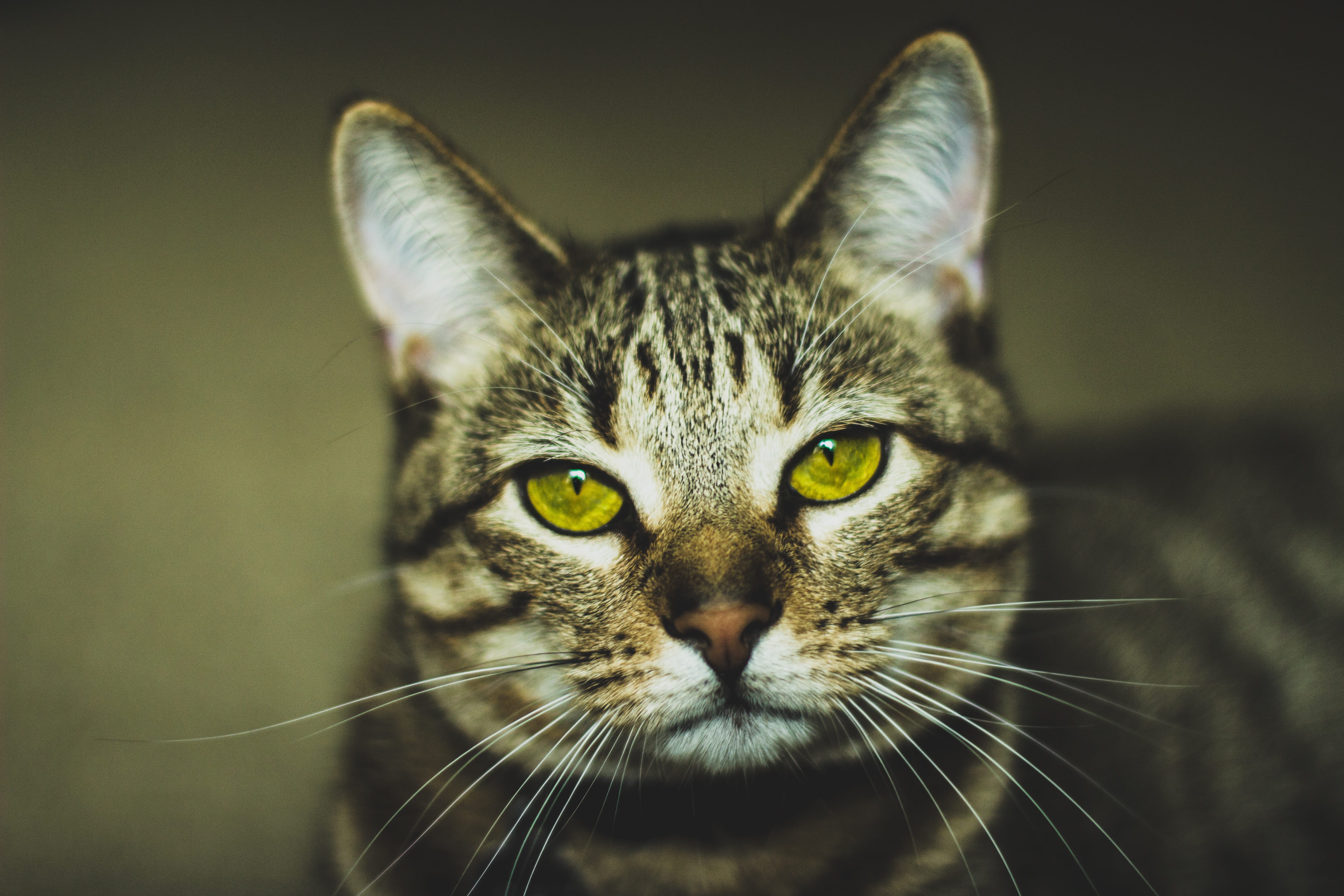 fur, domestic animals, whisker, brown, photography, tabby, tilt, portrait, cat, one animal, no people, silver, focus on foreground, whiskers, animal eye, HD Wallpaper