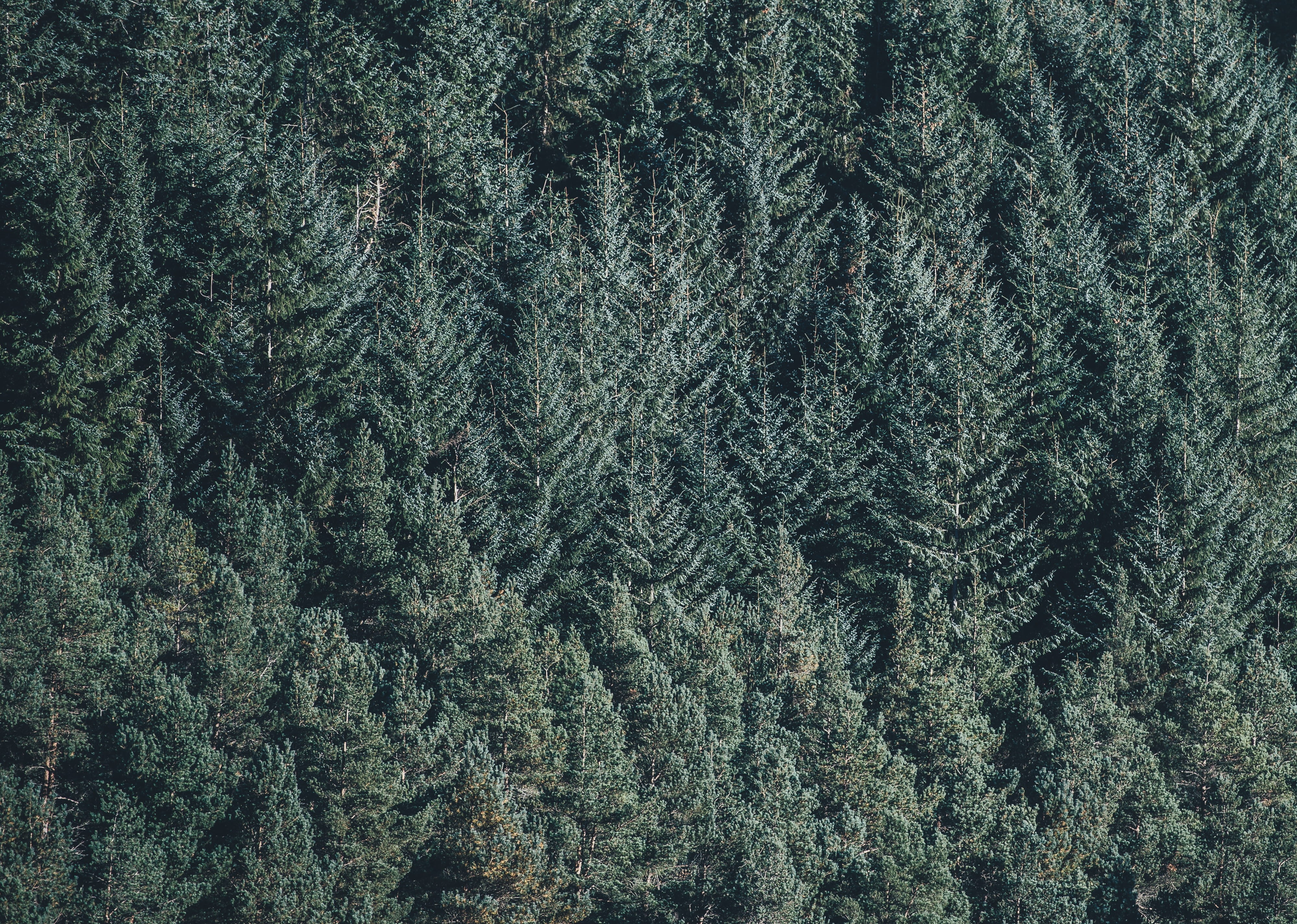 4K, full frame, coniferous tree, forest, growth, fir tree, outdoors, photgraphy, evergreen tree, tree, green color, high angle view, pattern, beauty in nature, HD Wallpaper