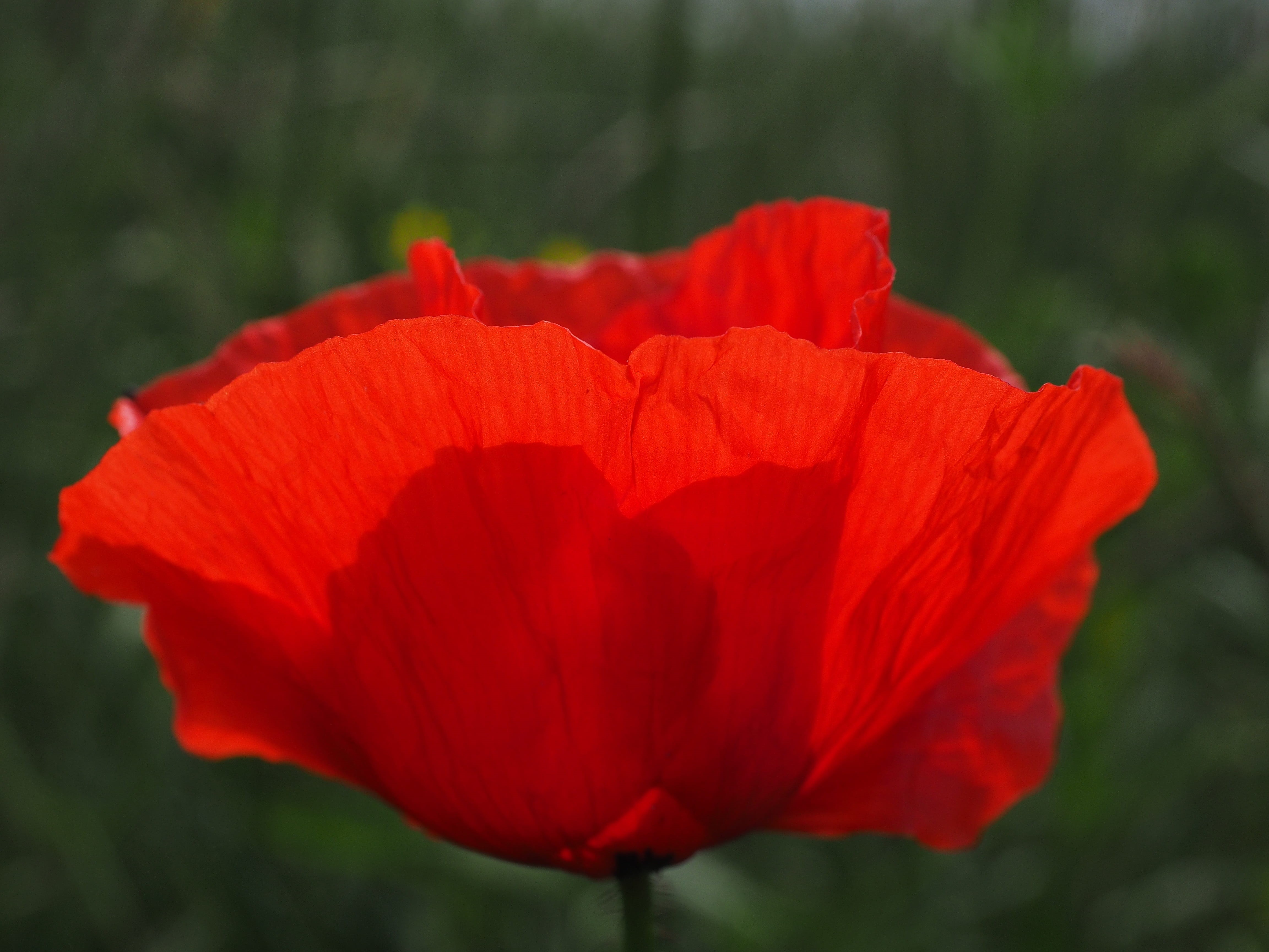 orange, klatschmohn, inflorescence, 4K, color, vulnerability, fragility, mohngewaechs, photgraphy, papaver rhoeas, papaveraceae, flower head, day, petal, HD Wallpaper
