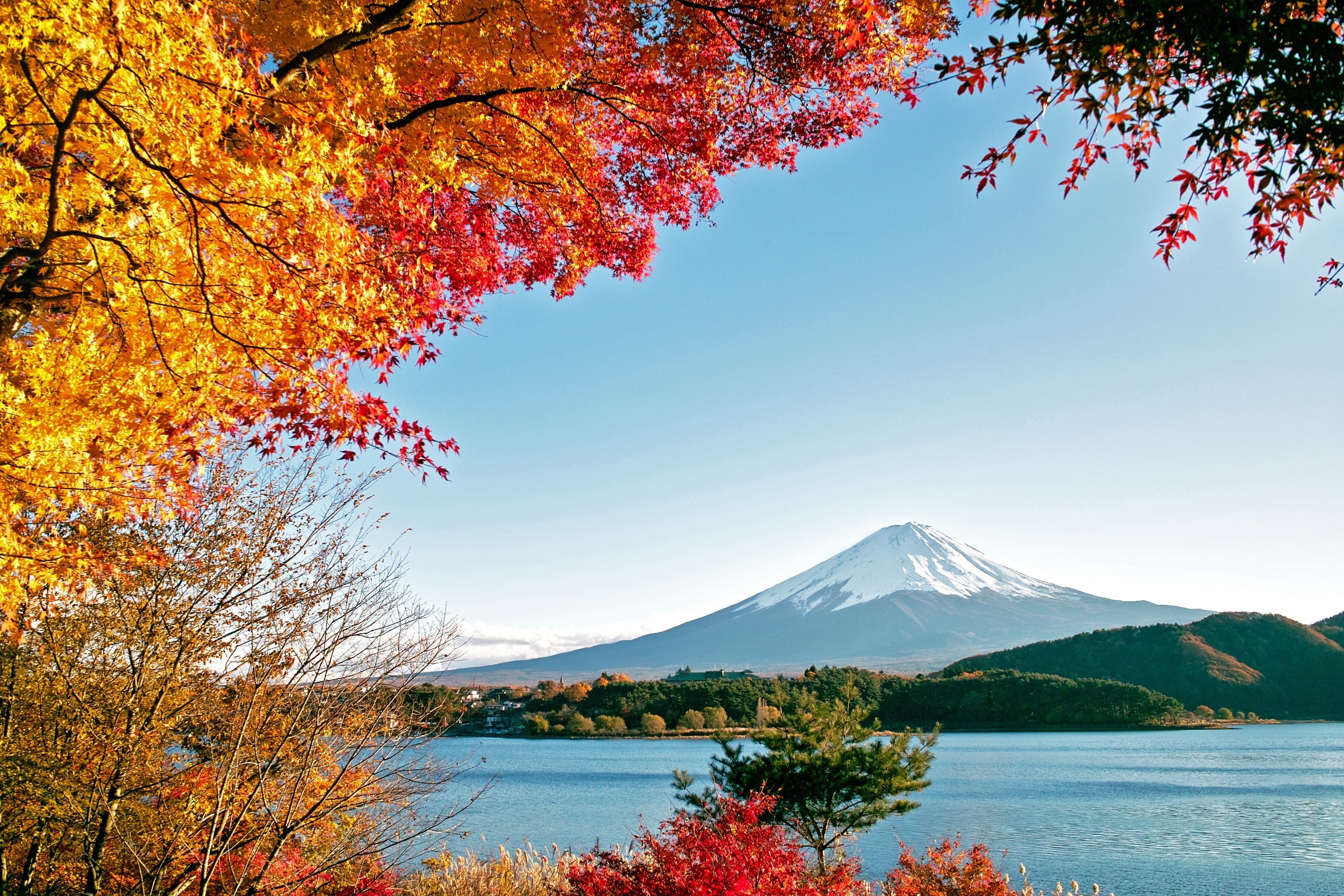 forest, sea, no People, mountains, japan, autumn, day, snow, scenics, leaf, 2K, park - Man Made Space, scenics - nature, maple Tree, mountain Peak, mt Fuji, HD Wallpaper