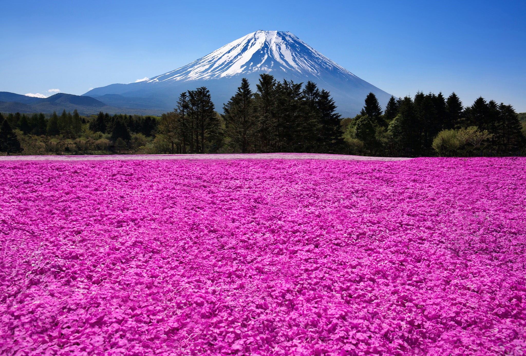 tree, beauty In Nature, environment, plant, lake, pink color, sky, volcano, cold temperature, snow, Japan, petaled, season, outdoors, winter, no People, HD Wallpaper