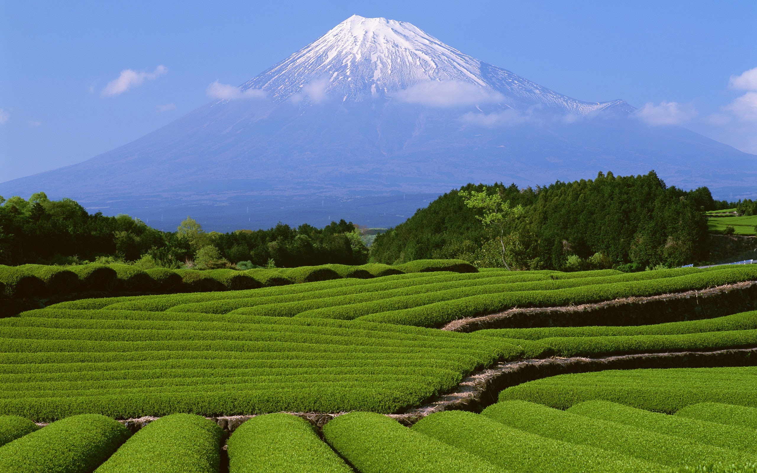 Japan, snow, green, trees, landscape, nature, mountains, field, Mount Fuji, plants, 2K, HD Wallpaper