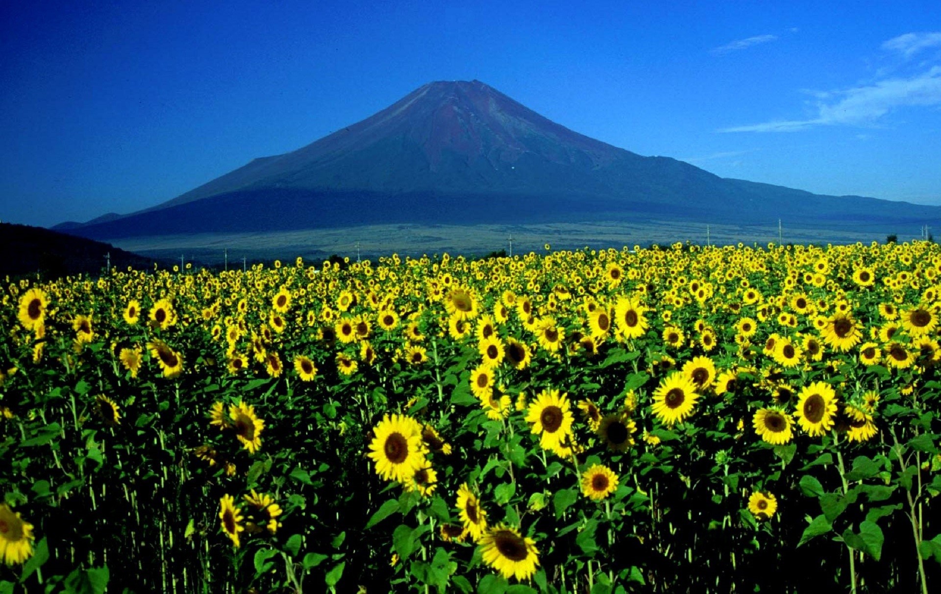 growth, land, rural scene, outdoors, countryside, sky, agriculture, flower, day, blooms, landscape, tranquil scene, tranquility, mountain peak, nature, HD Wallpaper