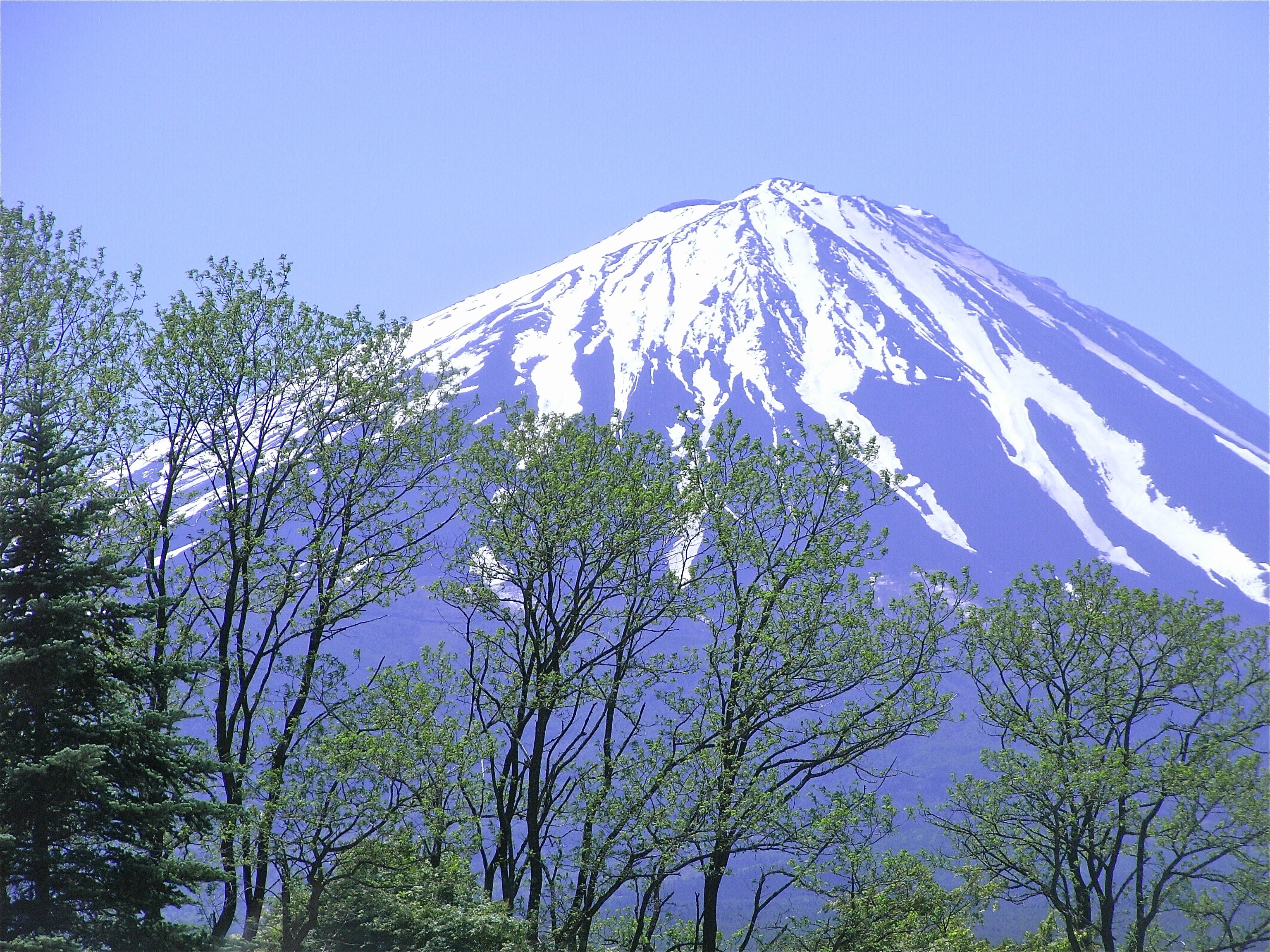 scenics - nature, day, outdoors, idyllic, cold temperature, mt fuji, beauty in nature, low angle view, growth, snow, sky, tranquility, 2K, tree, mountain, HD Wallpaper