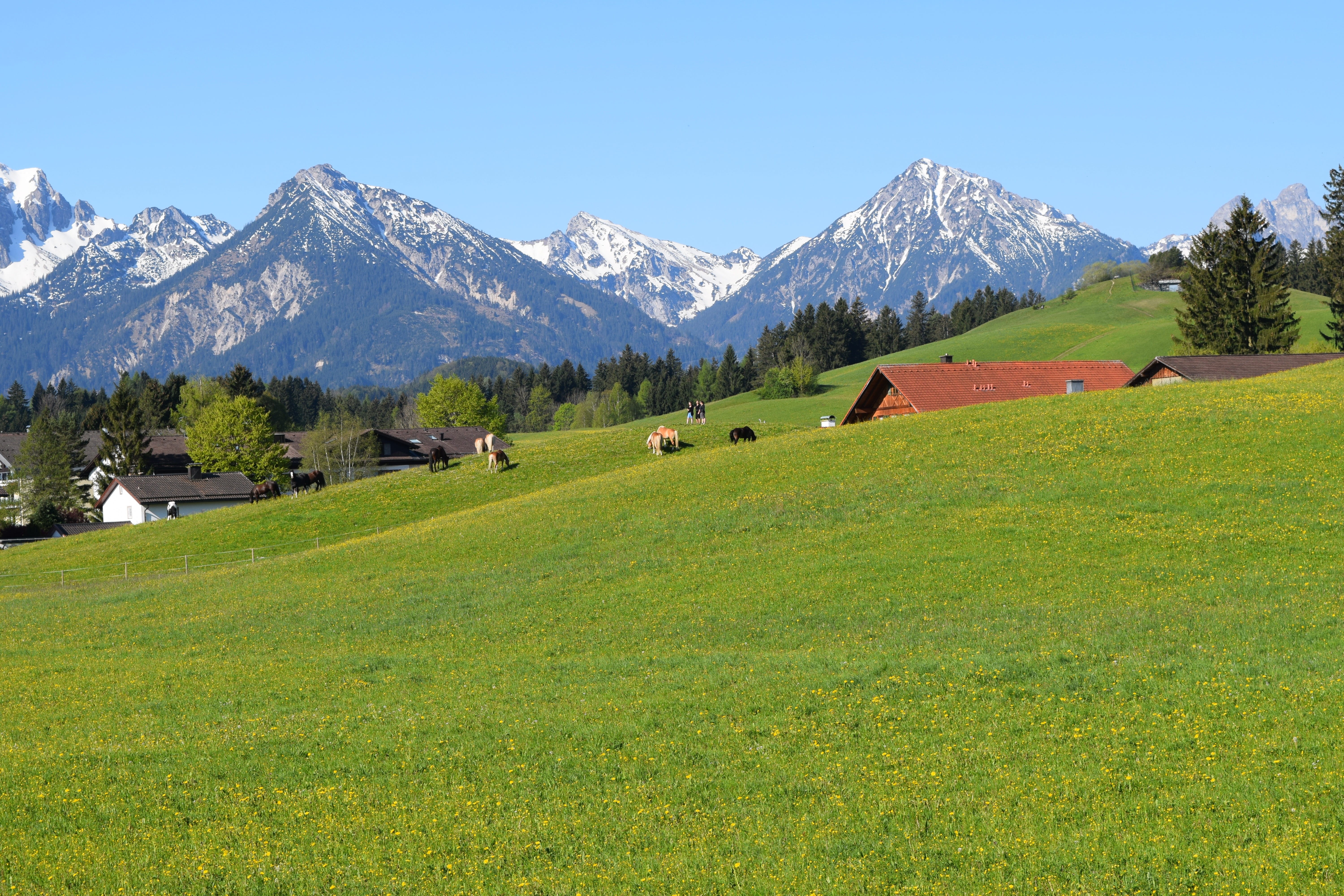scenics - nature, snowcapped mountain, Germany, prairie, environment, grand, idyllic, non-urban scene, winter, 5K, nature, Landscape, field, plant, grass, HD Wallpaper