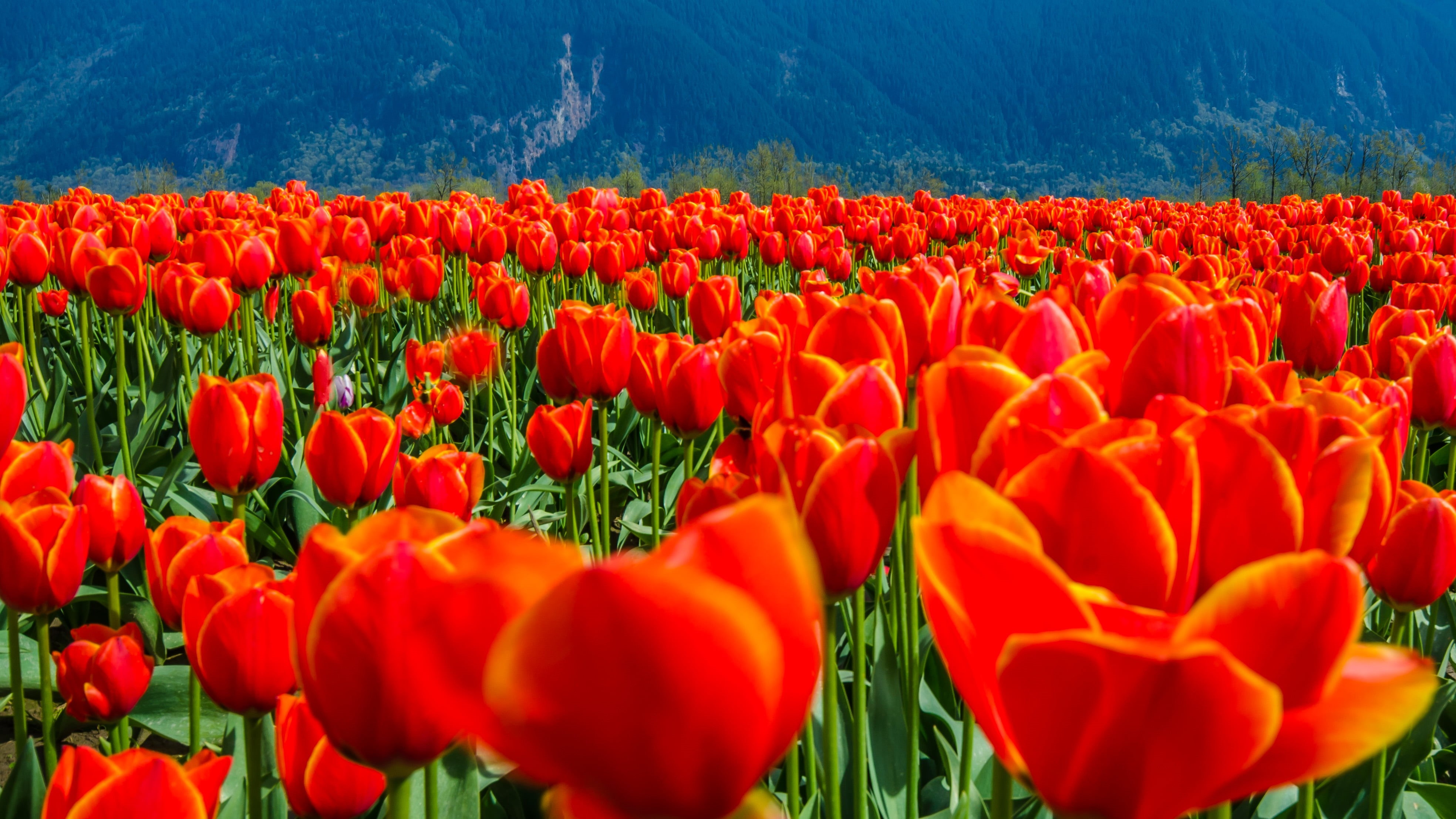 Tulips, beauty In Nature, yellow, British Columbia, shallow focus, red, Landscape, netherlands, nature, focus, Orange, multi Colored, 4K, green Color, HD Wallpaper