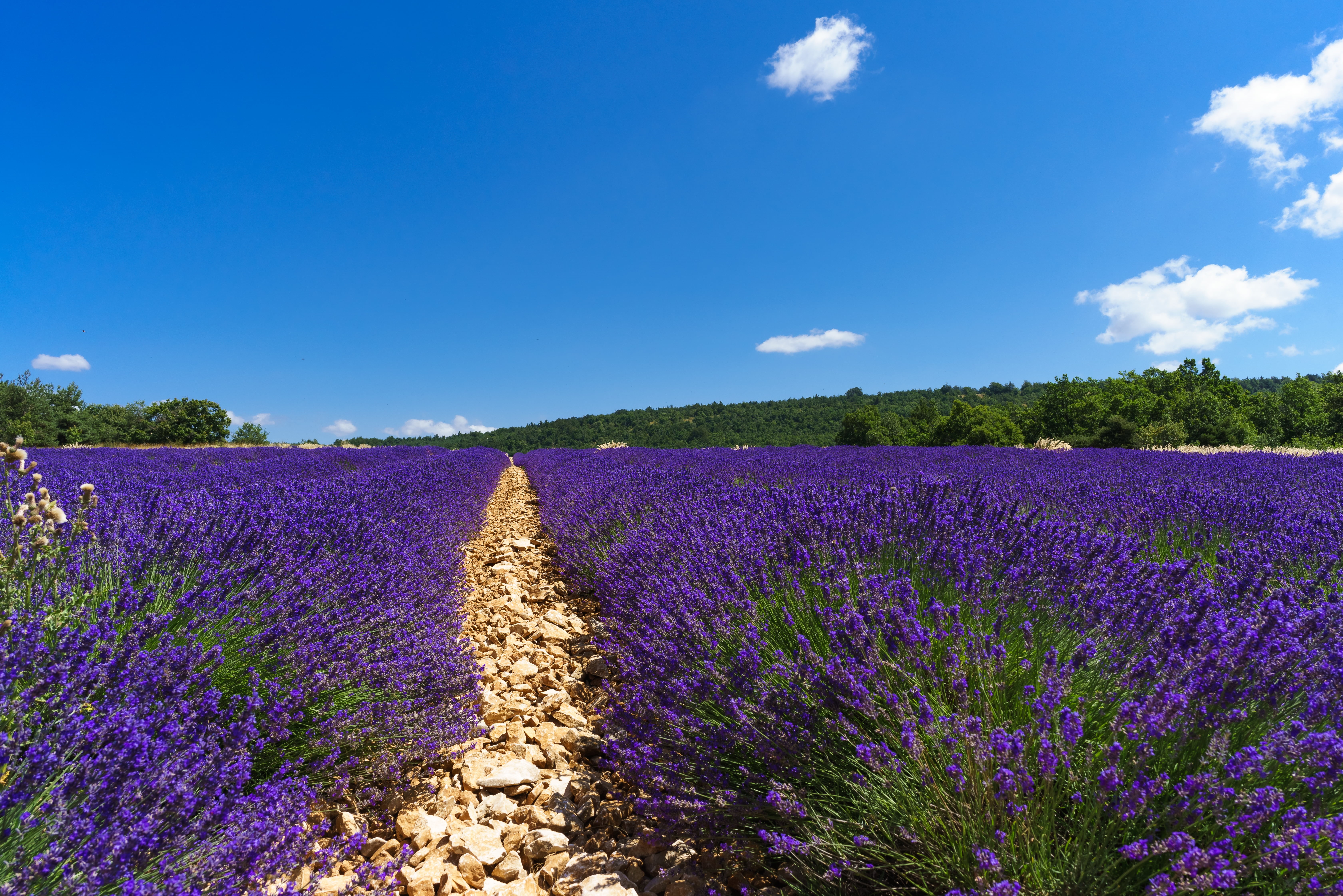 Travel, Voyage, perfect, beautiful, Sony a7R, agriculture, field, traveling, blue, ilce7r, lumière, rural Scene, france, FE, cloudy, lavender Coloured, HD Wallpaper