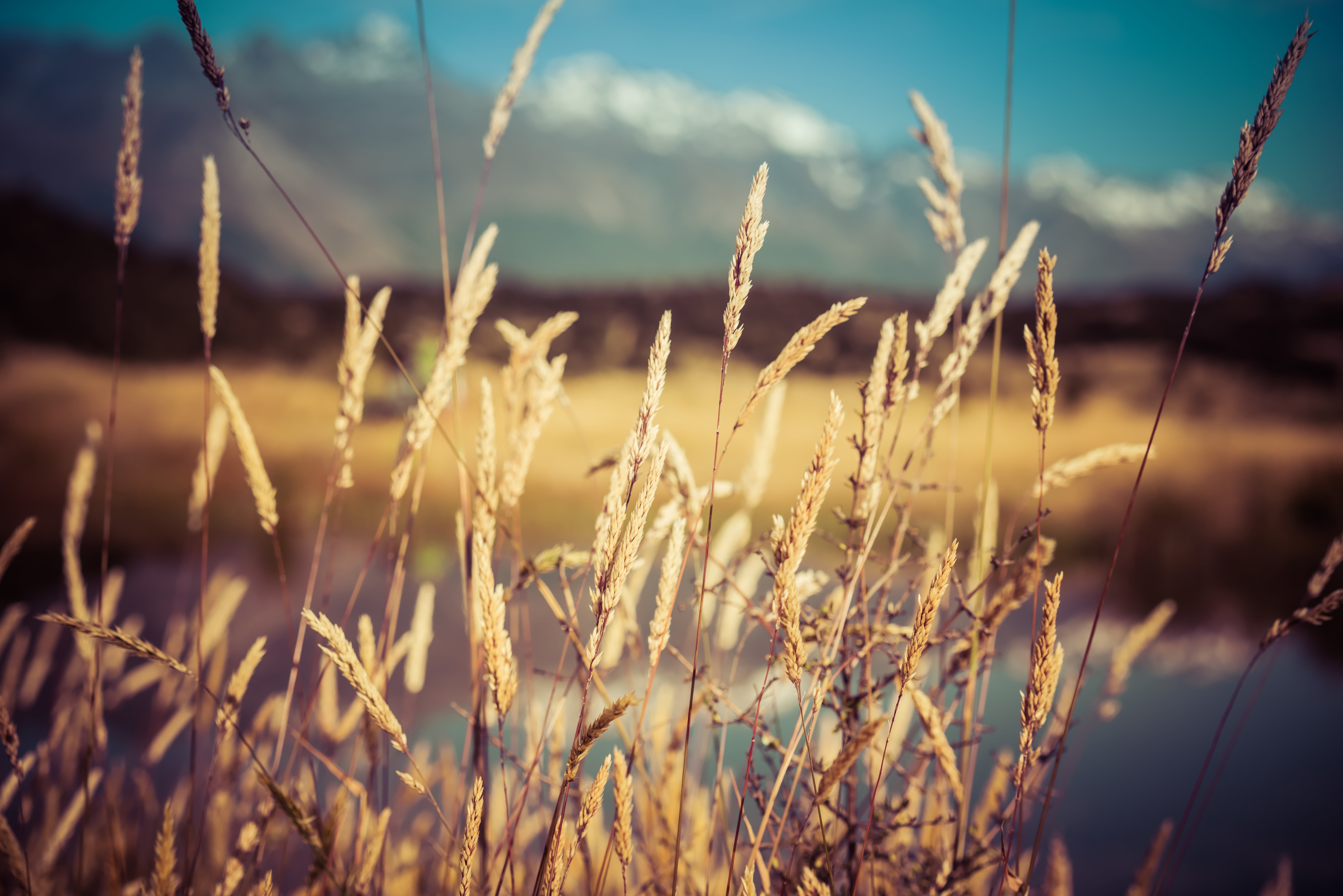 Glenorchy  New Zealand, meadow, sunlight, sunset, south island, nature, green, plant, green grass, grass, sony a7r, Aotearoa, Queenstown, ha, Trails, daytime, HD Wallpaper