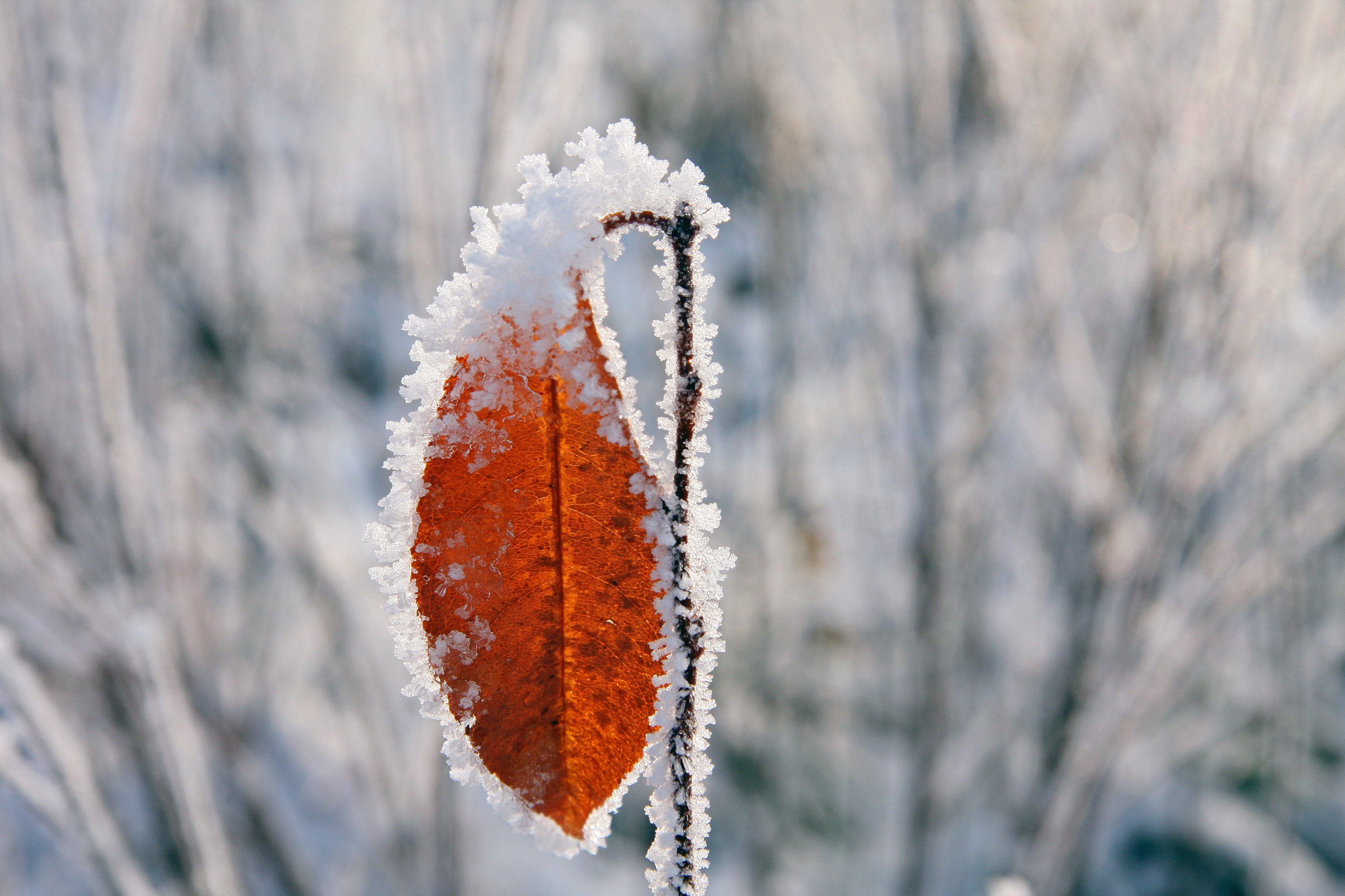 ice, leaf, nature, 4K, plant, on frozen, leaves, day, tree, no people, pine tree, outdoors, close-up, beauty in nature, cold temperature, change, winter, HD Wallpaper