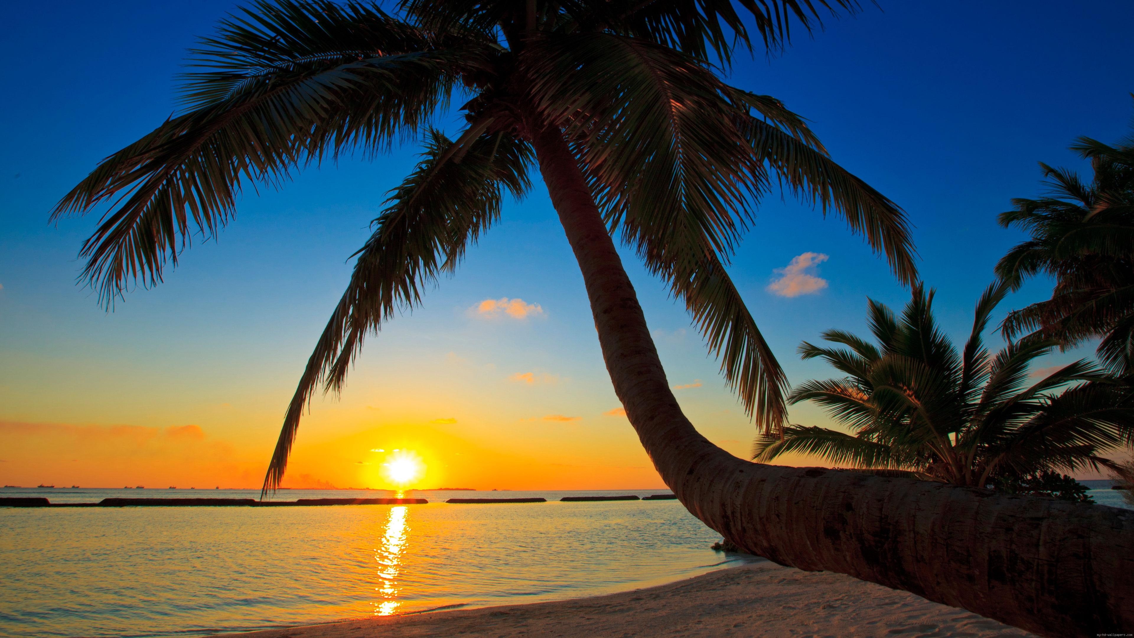 palms, coconut, sunset, sea, palm, landscape, sand, near, 4K, tree, beach, HD Wallpaper