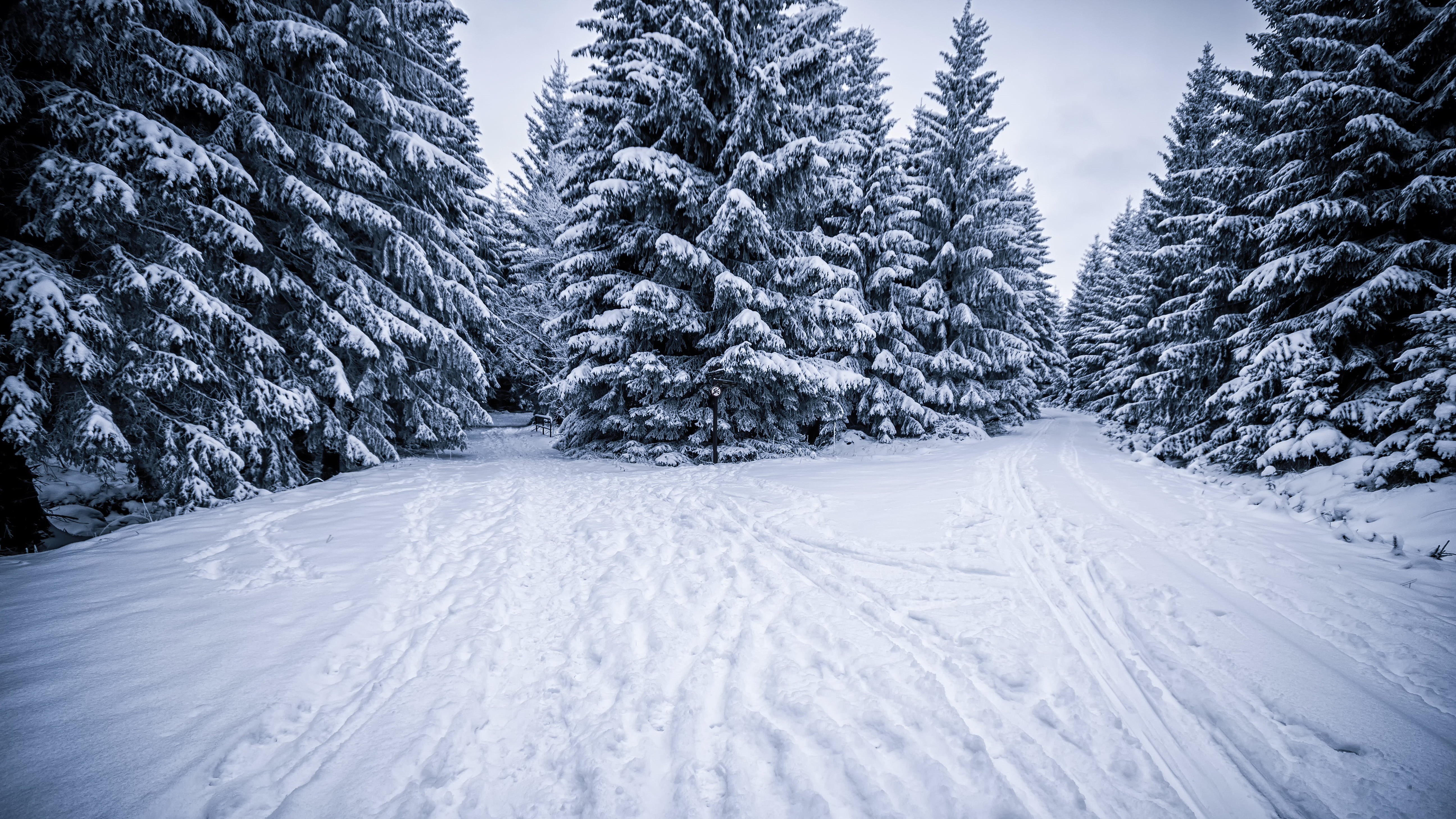 wald, cold, Canon, outdoors, fir Tree, mountain, snow, woodland, tree, den, Januar, Winter, green, white, Schnee, Rocken, kalt, pine trees, frozen, nature, HD Wallpaper