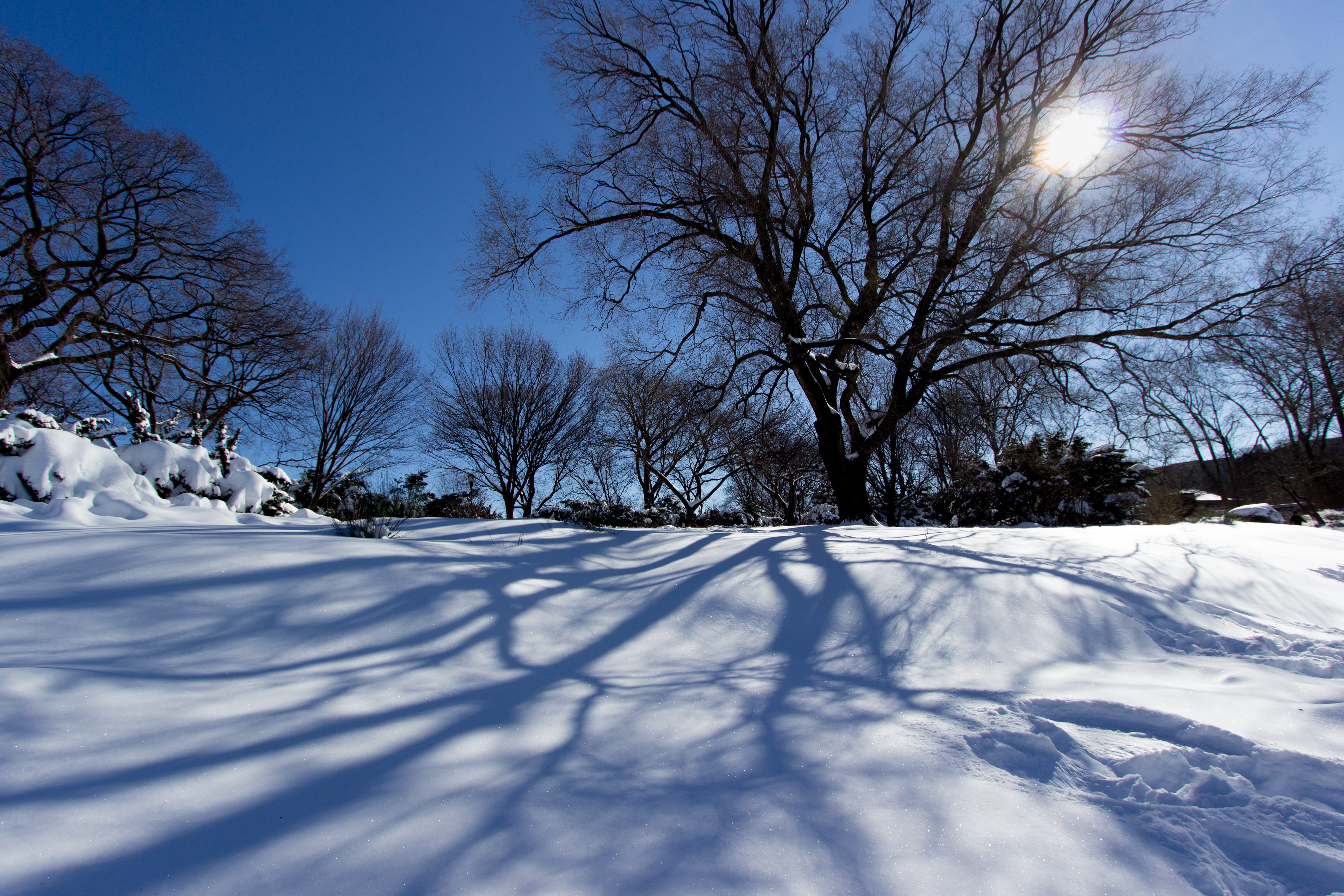 zing, scenics - nature, covering, snow, frozen, wood, outdoors, sunrise, no people, cold, shadows, beauty in nature, snowstorm, snow-white, scenic, sky, HD Wallpaper