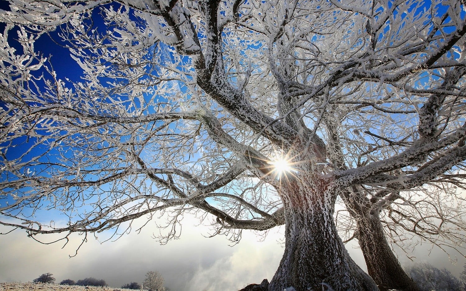 landscape, frost, tree, scenics - nature, beauty in nature, no people, sunlight, cold temperature, trees, tranquility, clouds, tranquil scene, nature, bare tree, HD Wallpaper