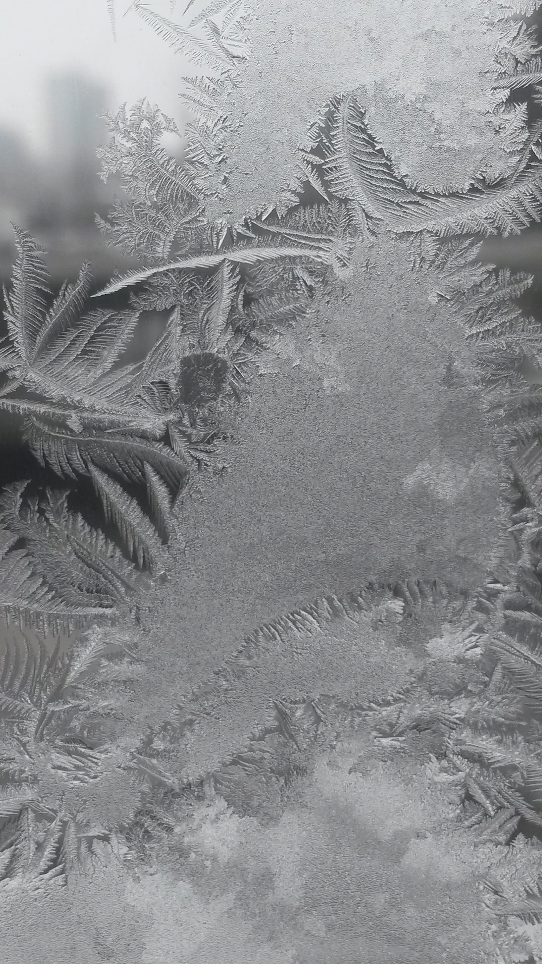 textured, no people, nature, crystallization, eiskristalle, Iced, flower, tranquility, winter magic, day, outdoors, winter dream, frozen, Hardest, ice pattern, Phone HD Wallpaper