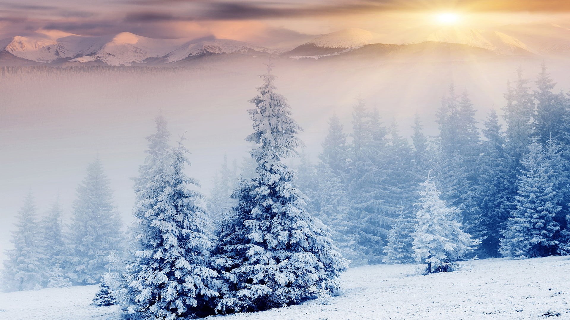 pattern, frost, drops, transparent, christmas, mountain, landscape, shape, snow, wet, frozen, sun, tranquility, close, evergreen tree, pine tree, liquid, HD Wallpaper