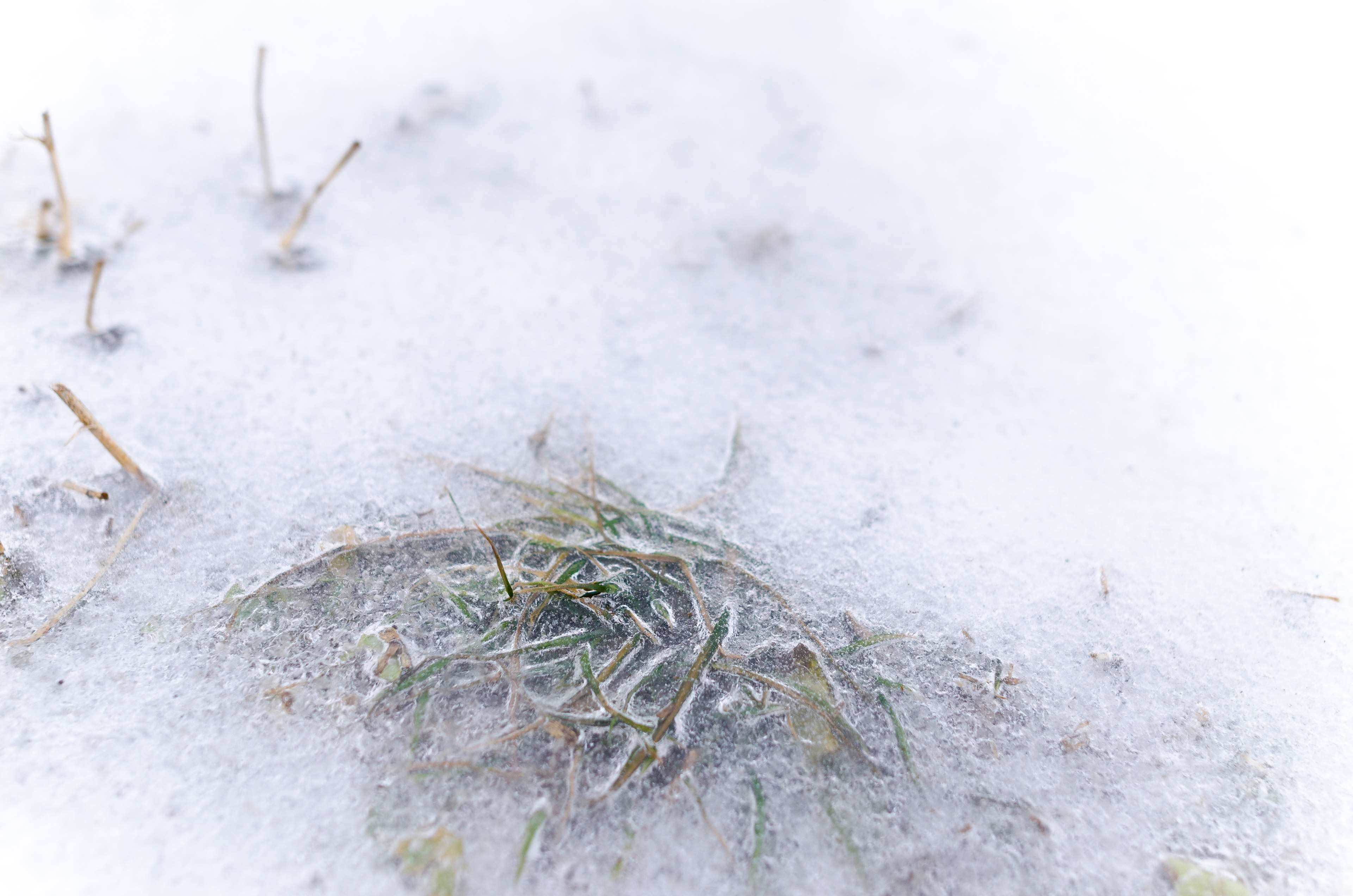 cool, ice, christmas, day, color, natural, cold, glacial, winter, ze, selective focus, cold temperature, glass, abstract, animal themes, icy, blue, animal wildlife, HD Wallpaper