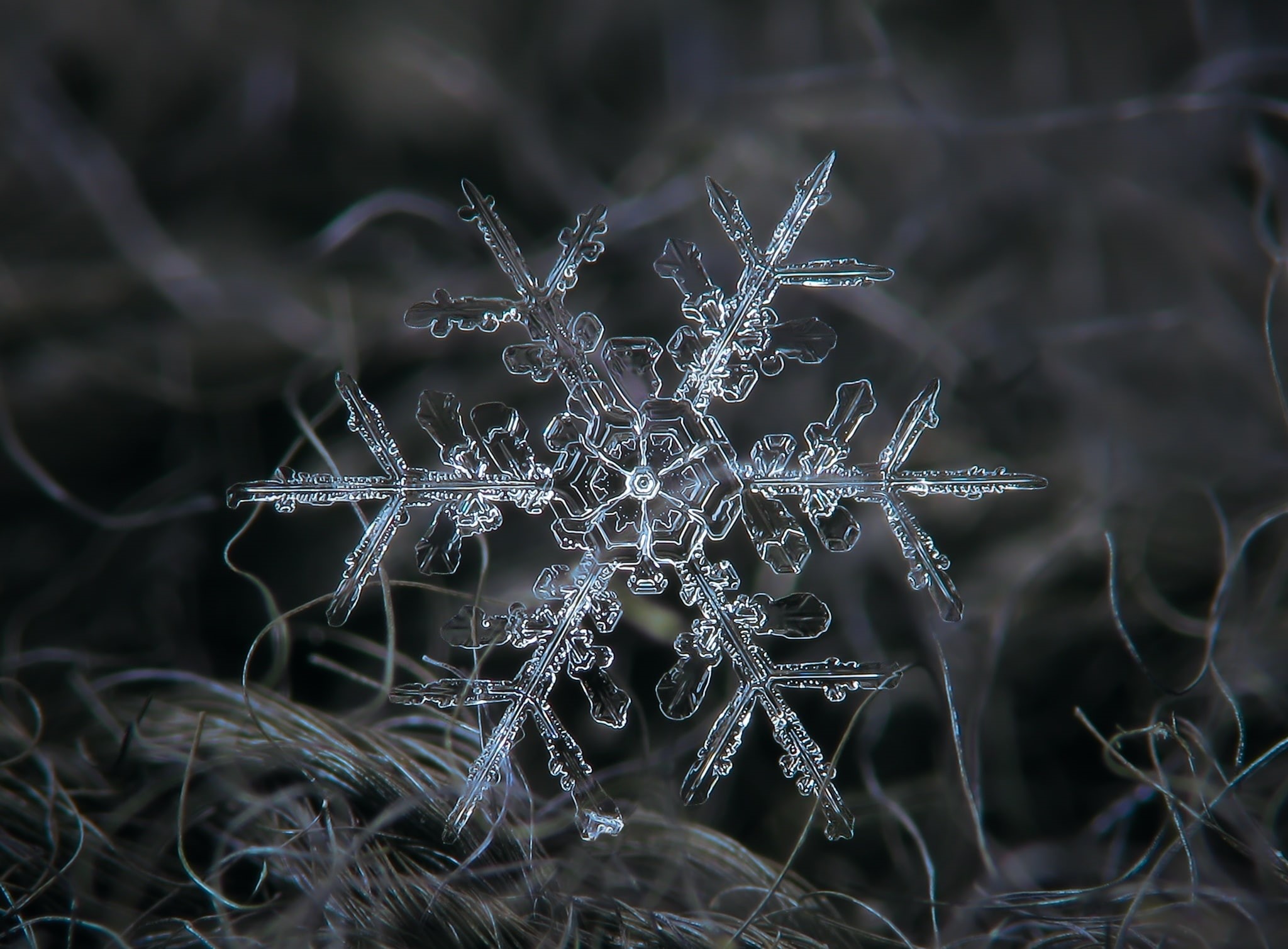 Macro, geometric, Tiny, Symbol, Tangled, detail, Ornament, amazing, Small, Cold, dendrite, Crystal, microscope, Blue, Design, intricate, Symmetry, Background, HD Wallpaper