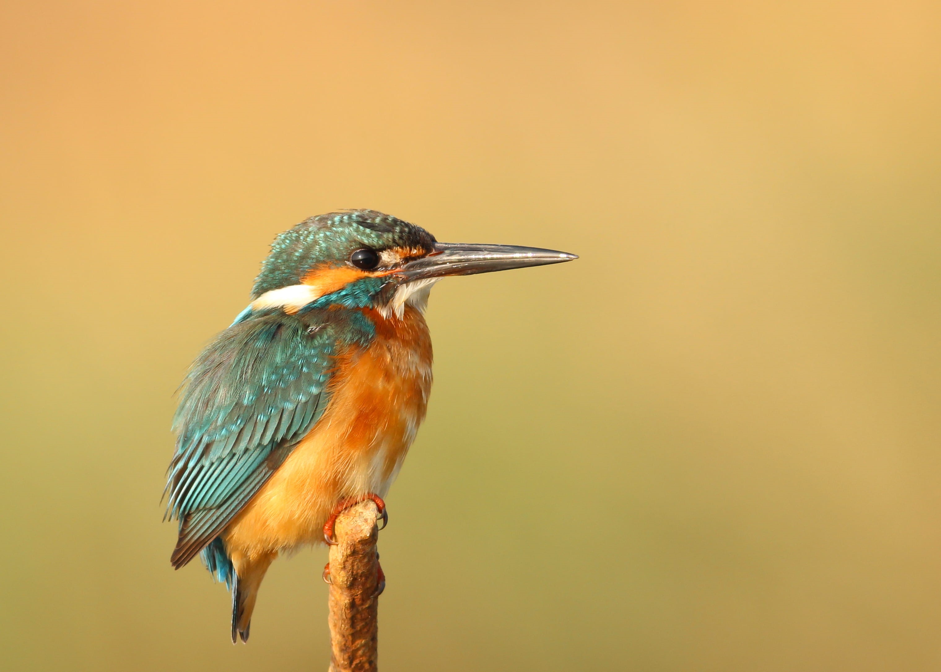 kingfisher, beak, eye, green, bird, nature, bird Watching, animal themes, green background, one animal, wing, twig, wildlife, animal, colored background, HD Wallpaper