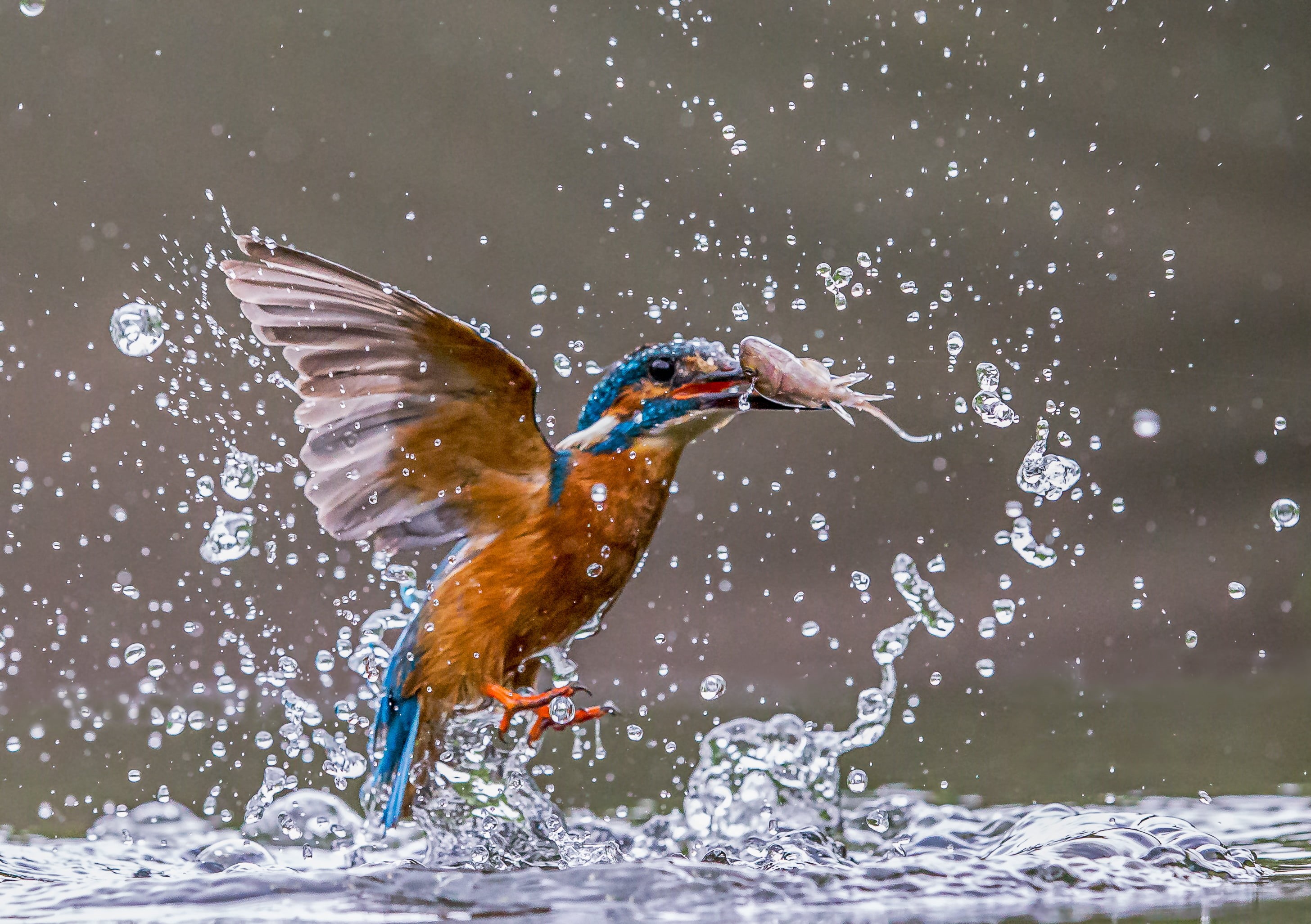 animal, beak, wildlife, catch, success, brown, water, multi Colored, body of water, nature, Lens, kingfisher, body, 2K, outdoors, feather, bird, blue, HD Wallpaper