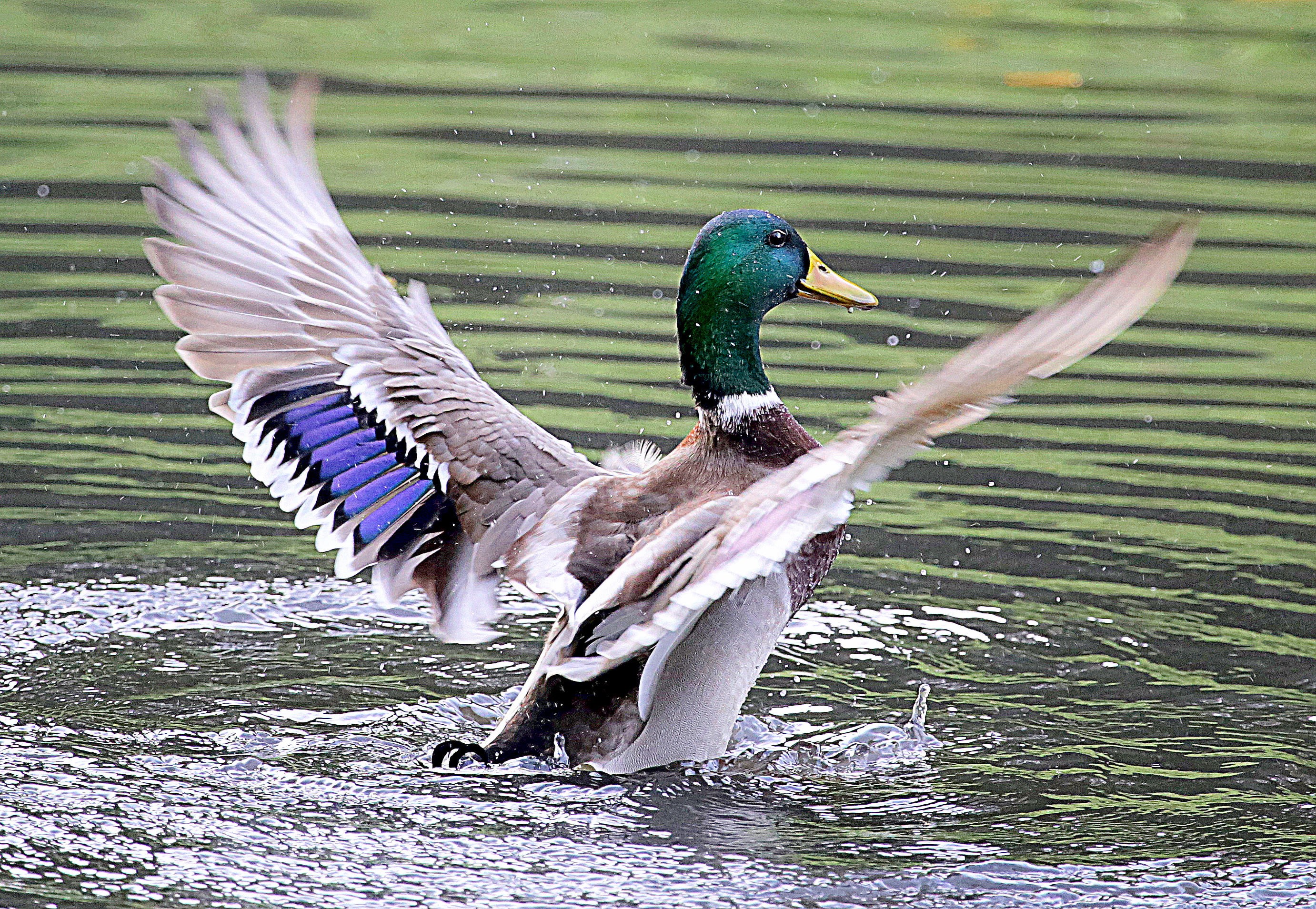 Vögel, feather, flapping, lake, Tiere, duck, pond, Animals, bird, nature, swimming Animal, 2K, wildlife, Canon EOS 6D, water  Birds, mallard, wings, water, HD Wallpaper