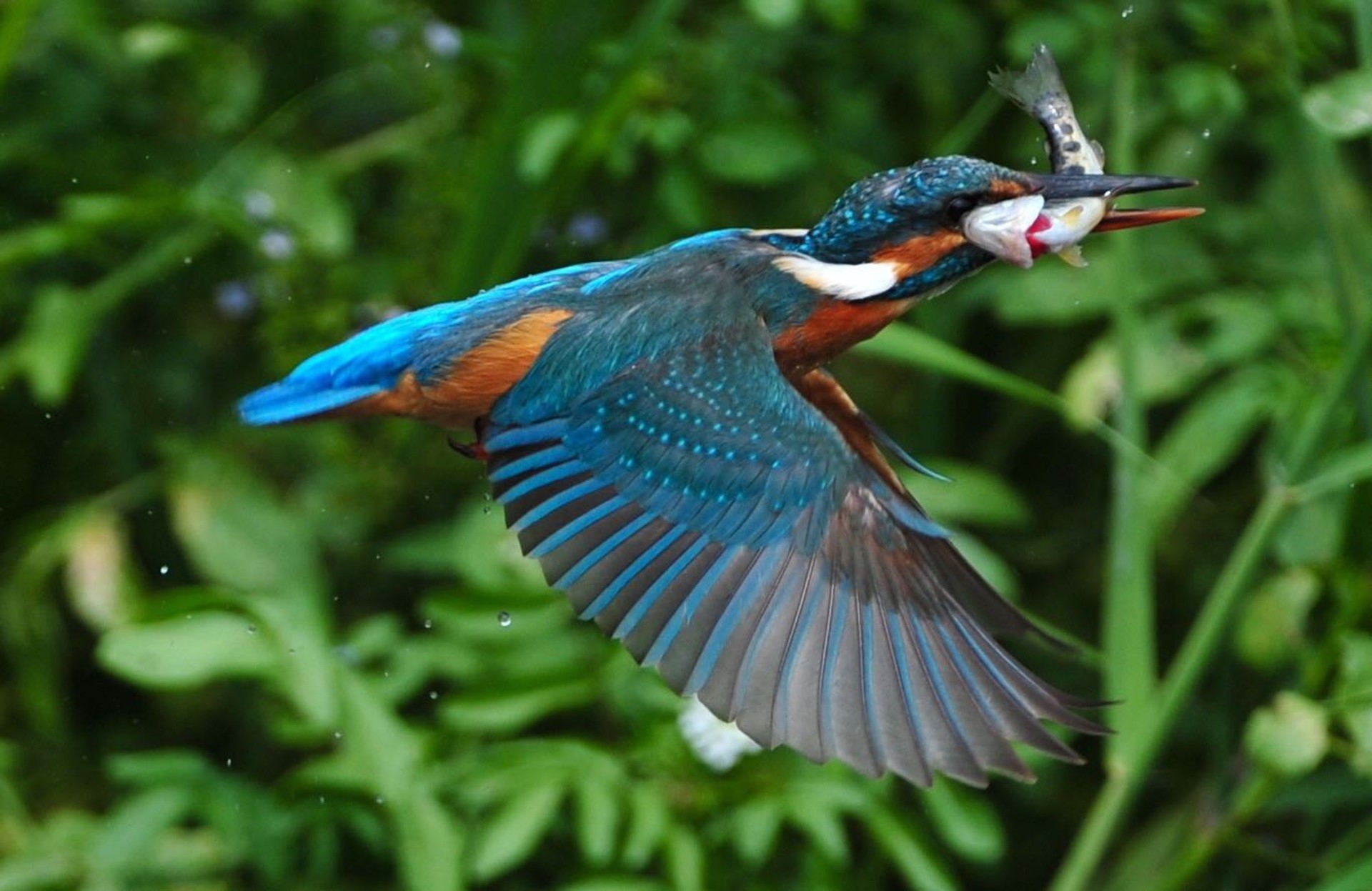 fish, plant, animal, animal themes, wildlife, outdoors, close-up, focus on foreground, vertebrate, bird, animals In The Wild, lake, beauty in nature, multi Colored, HD Wallpaper