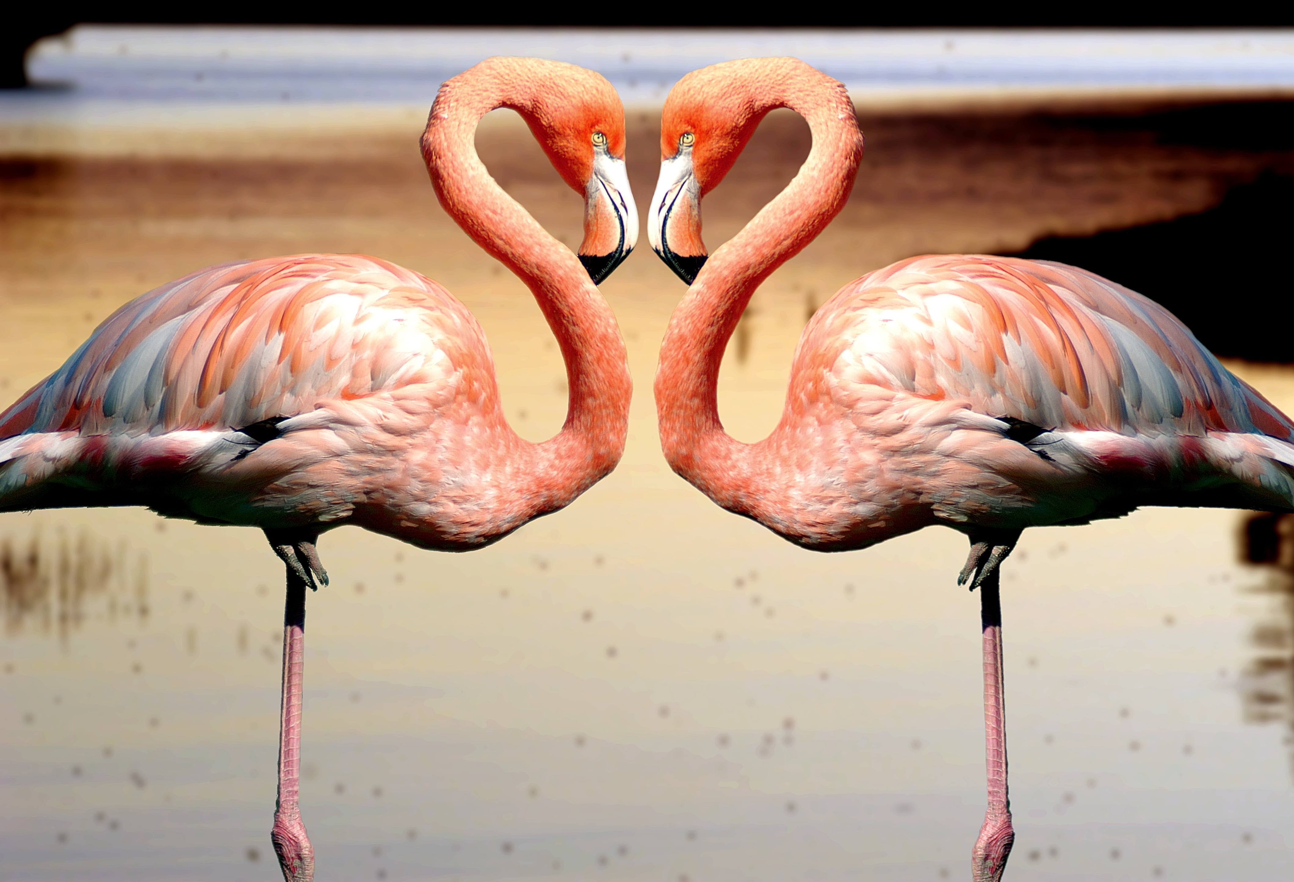 natural park, salinas, spain, animal themes, vertebrate, two animals, close-up, beak, wading, animals in the wild, animal body part, animal, day, outdoors, HD Wallpaper
