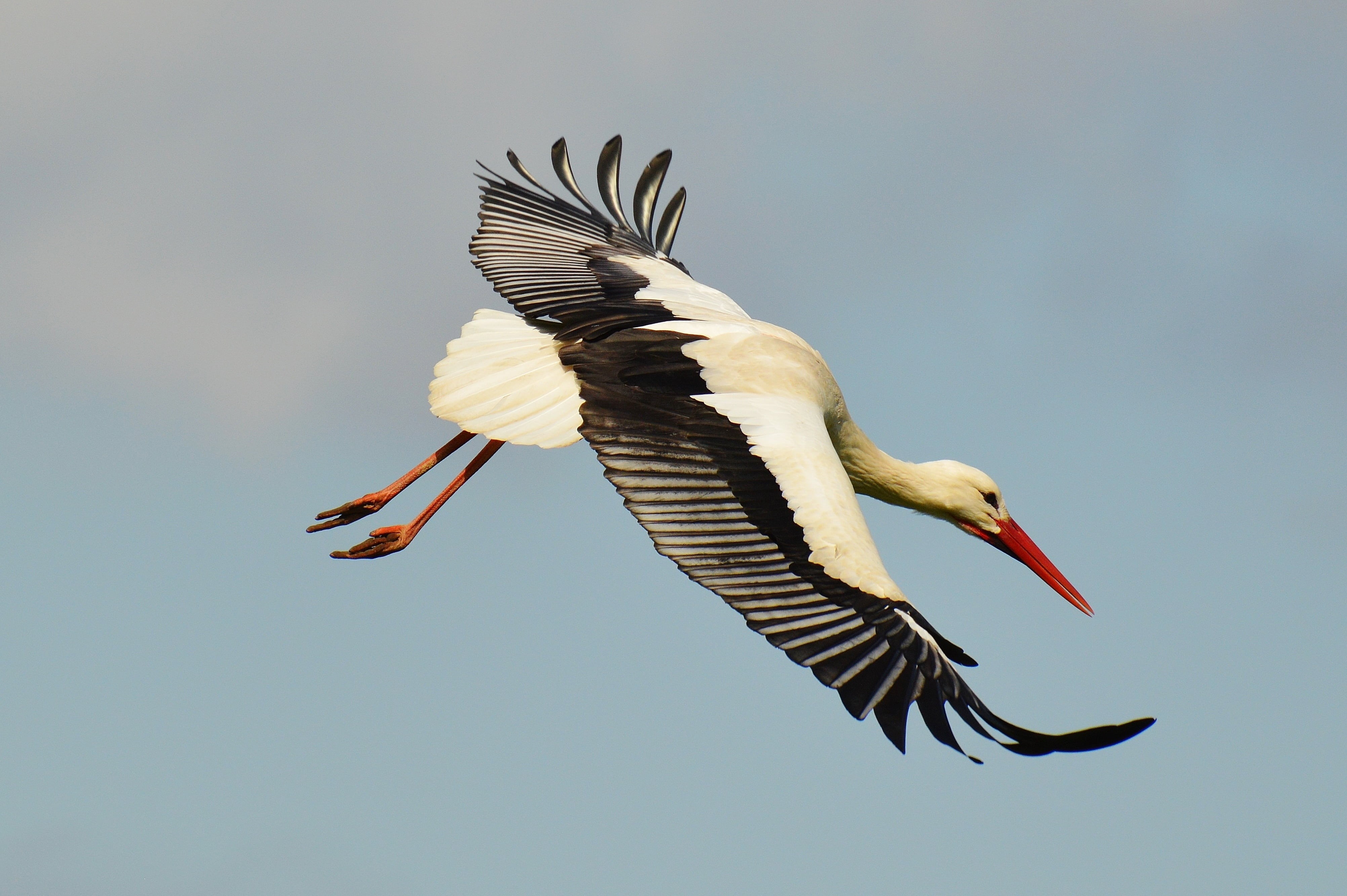 spread wings, full length, bird, flapping, low angle view, outdoors, clear sky, black, animal themes, animal wildlife, flying, stork, fly, animals, beak, HD Wallpaper