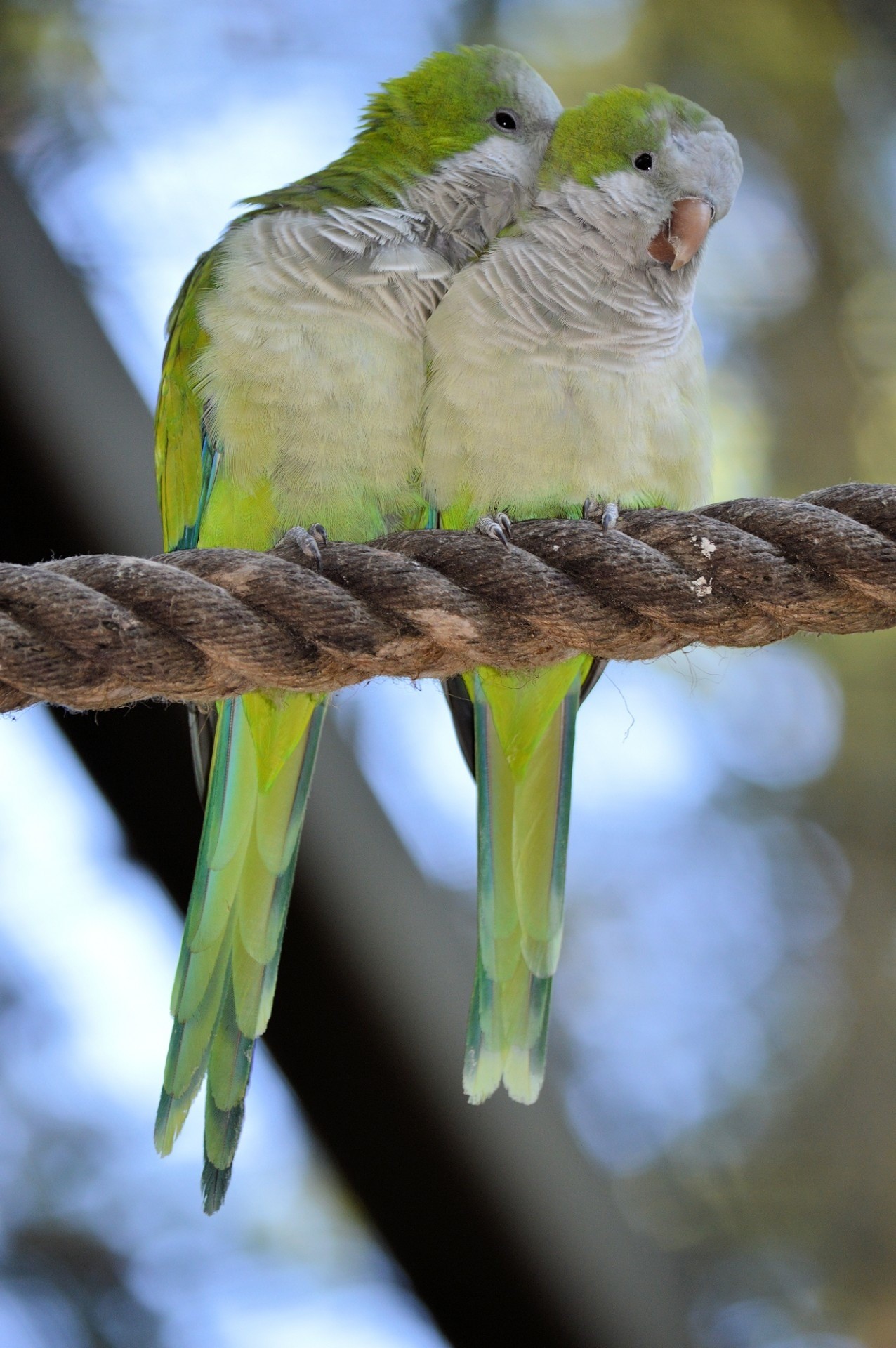 outdoor, fly, green, two, no people, mammal, focus on foreground, outdoors, wilderness, branch, animal, perching, animal themes, majestic, one animal, animal wildlife, Phone HD Wallpaper