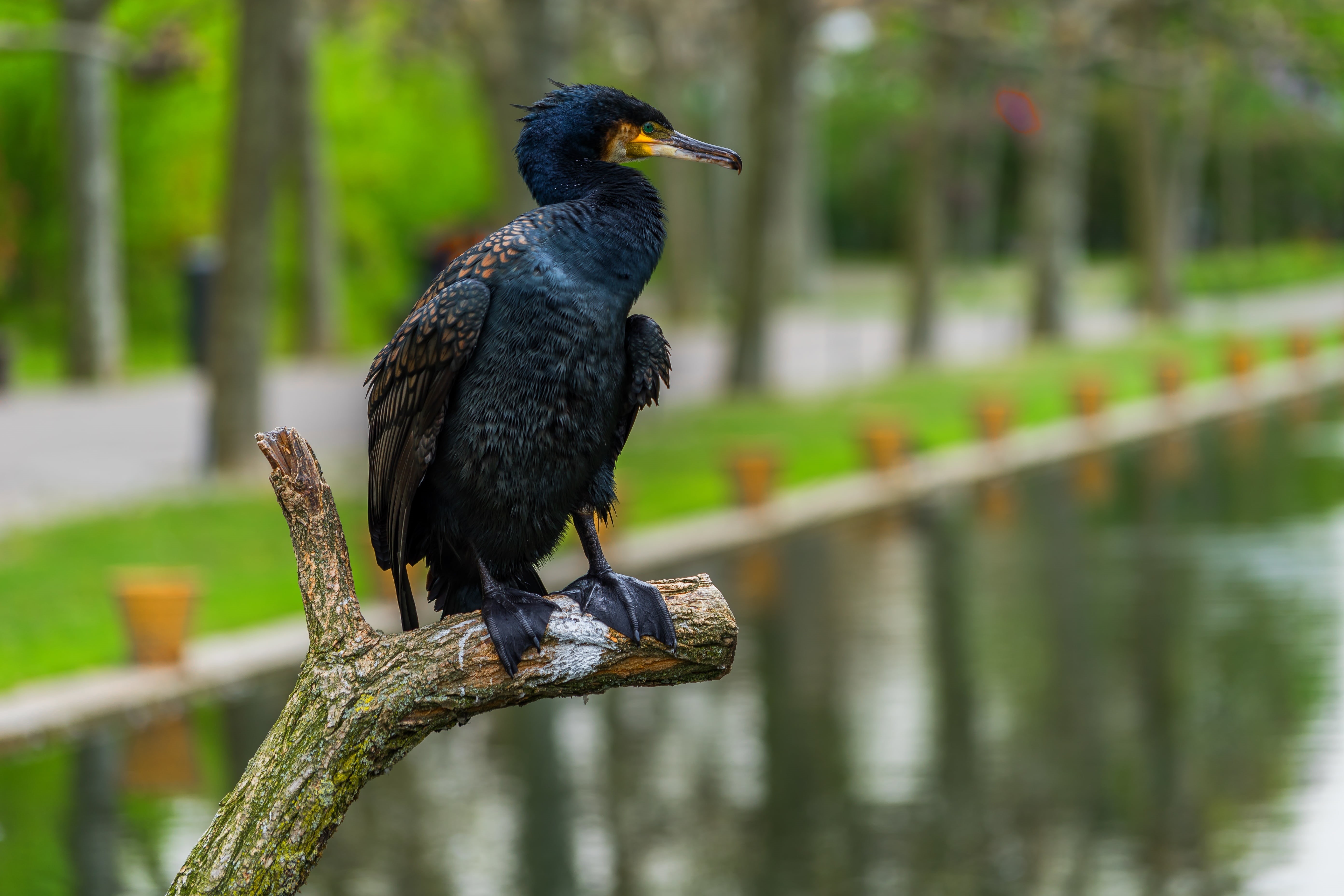 cormorant, wooden post, nature, water, wilhelma, feather, 5K, wildlife photography, animal wildlife, animals in the wild, perching, standing, black color, HD Wallpaper