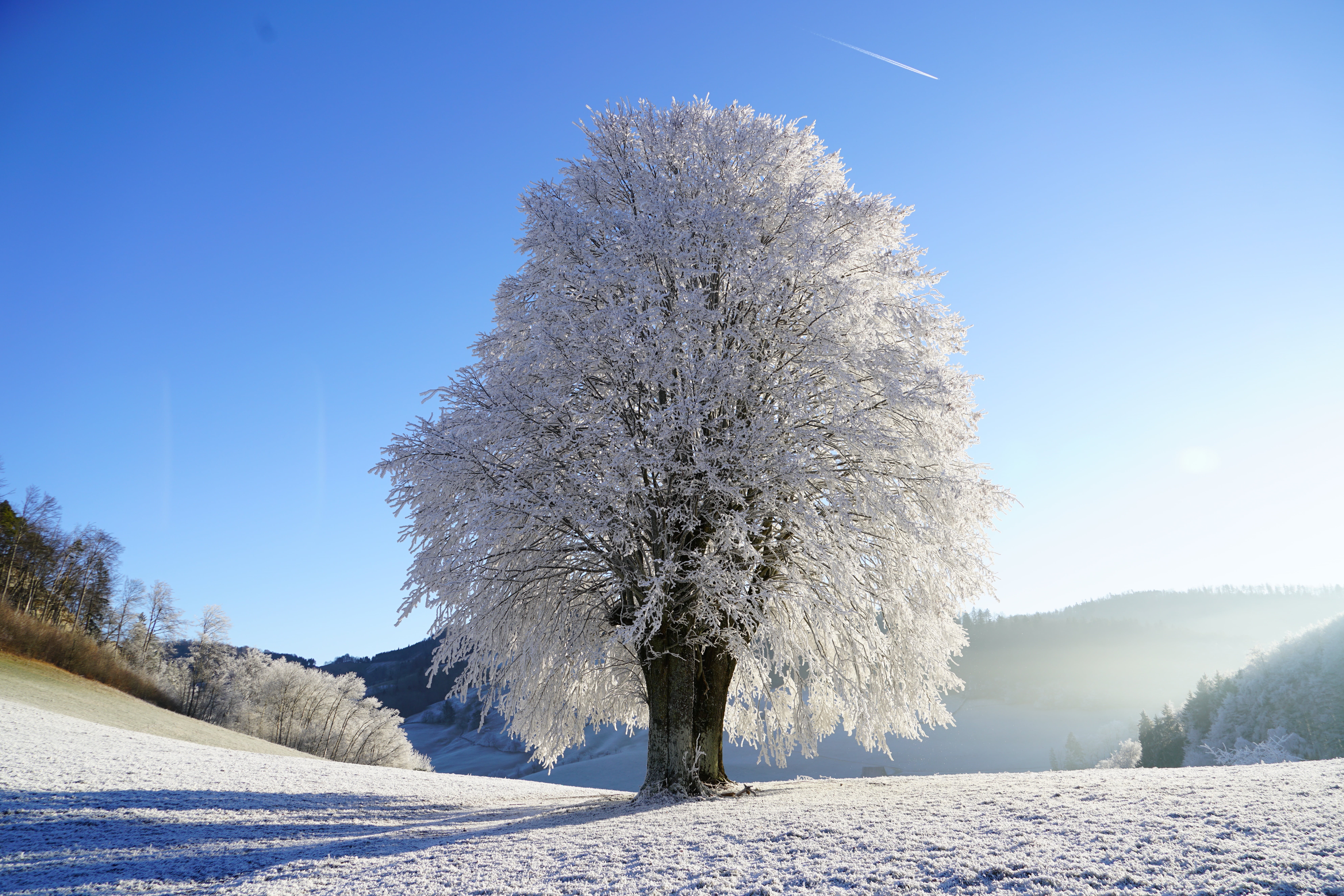 frosty, white color, eastern jura, schoenthal, icy, winter magic, 8K, solitary tree, single standing, winterimpression, clear, leutschenberg, cherry, clear sky, HD Wallpaper
