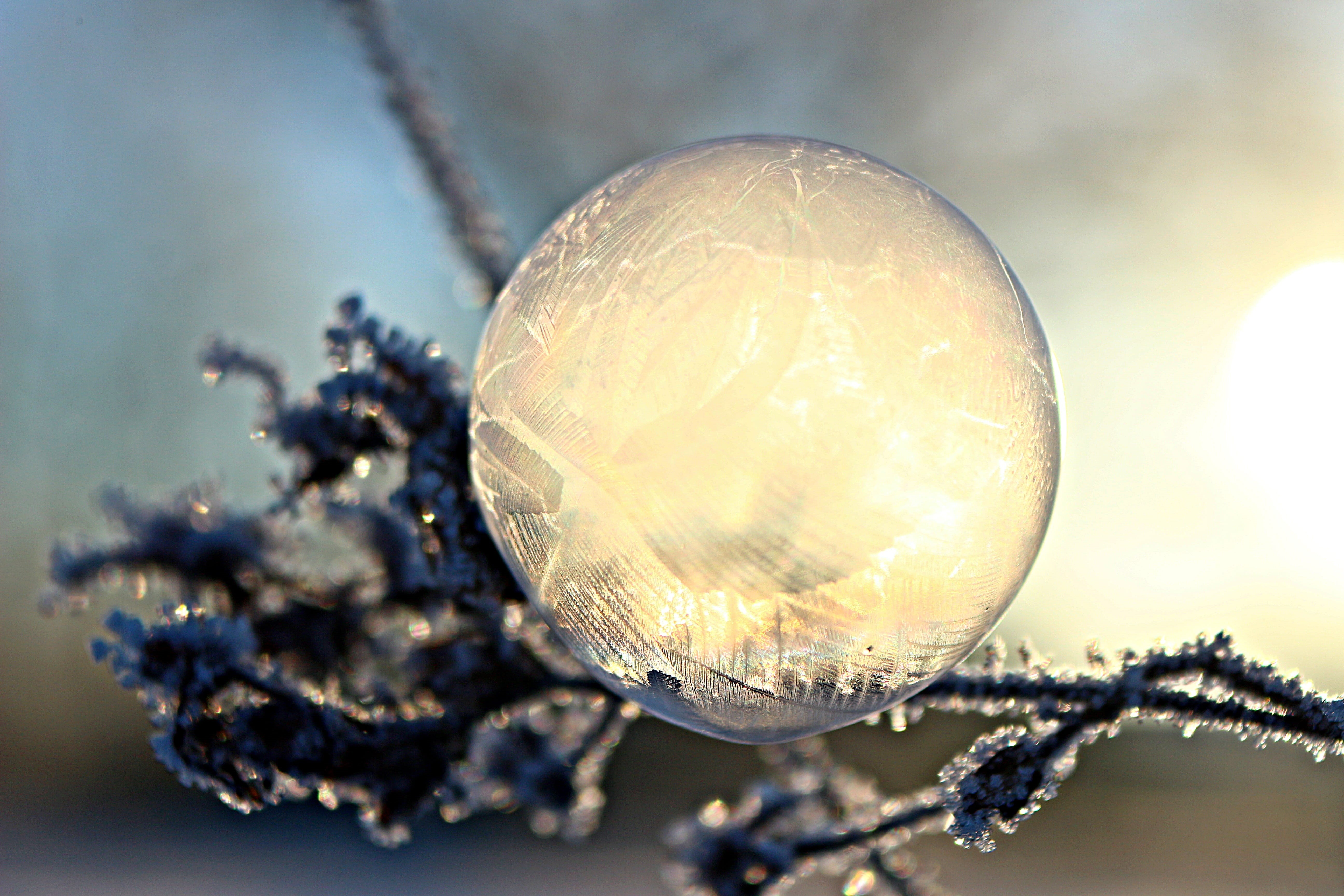 winter, outdoors, animals in the wild, sunlight, hanging, day, crystal, nature, Bag, cold temperature, plant, illuminated, christmas ornament, sphere, frozen bubble, HD Wallpaper