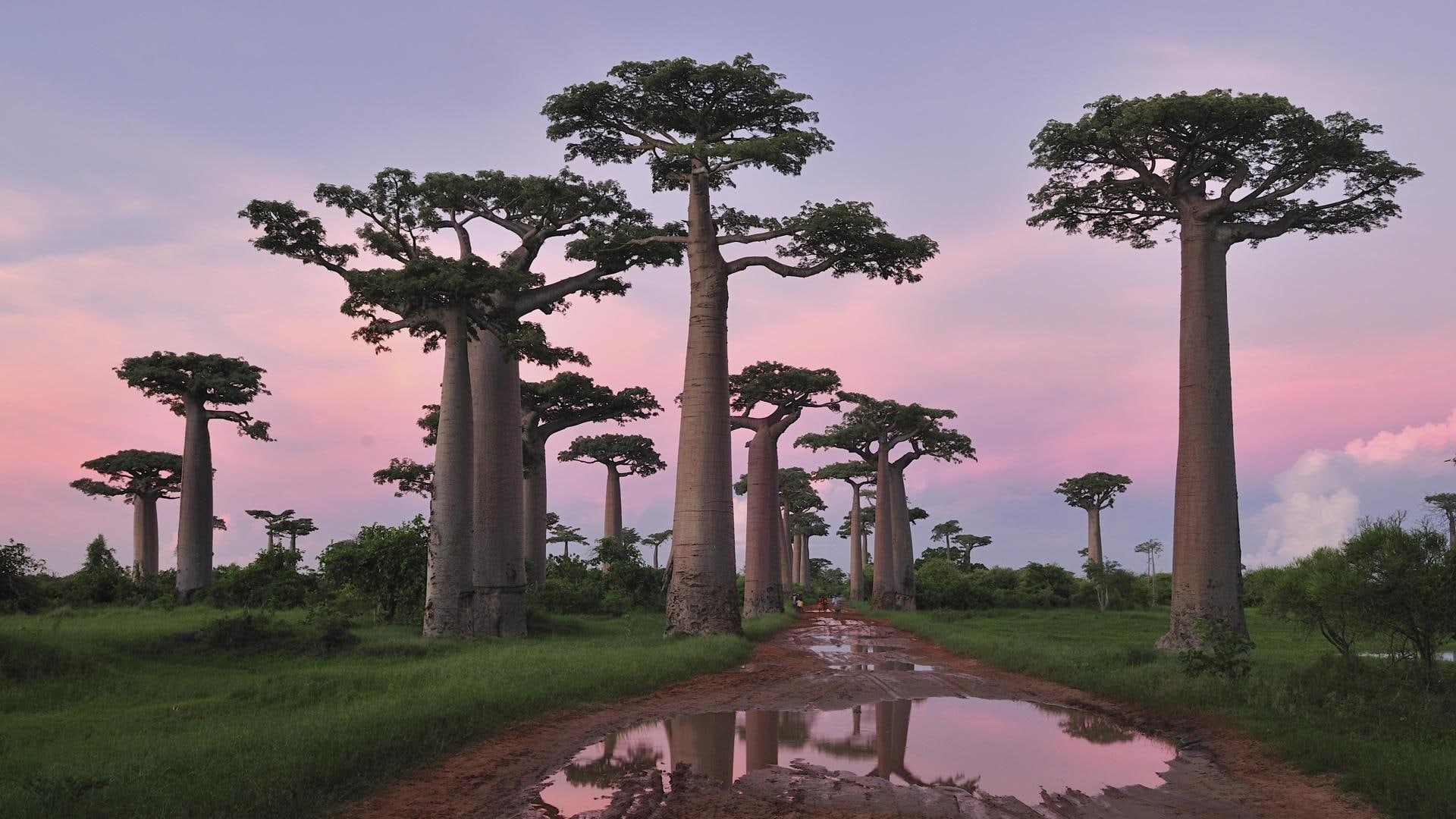 1080P, baobabs, tree, 3d and abstract, nature, HD Wallpaper