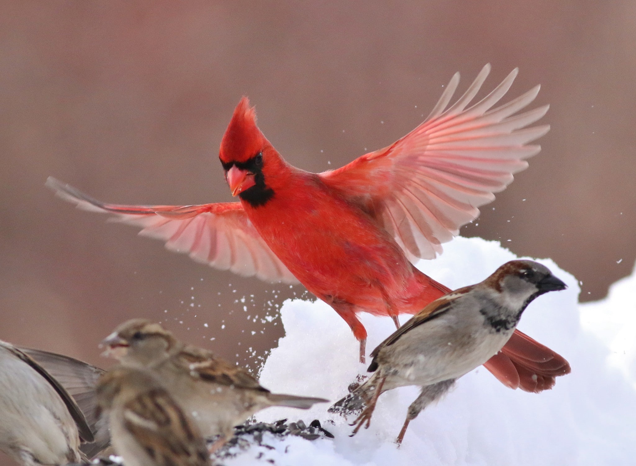 red, sparrow, 1080P, cardinal, wings, bird, winter, HD Wallpaper