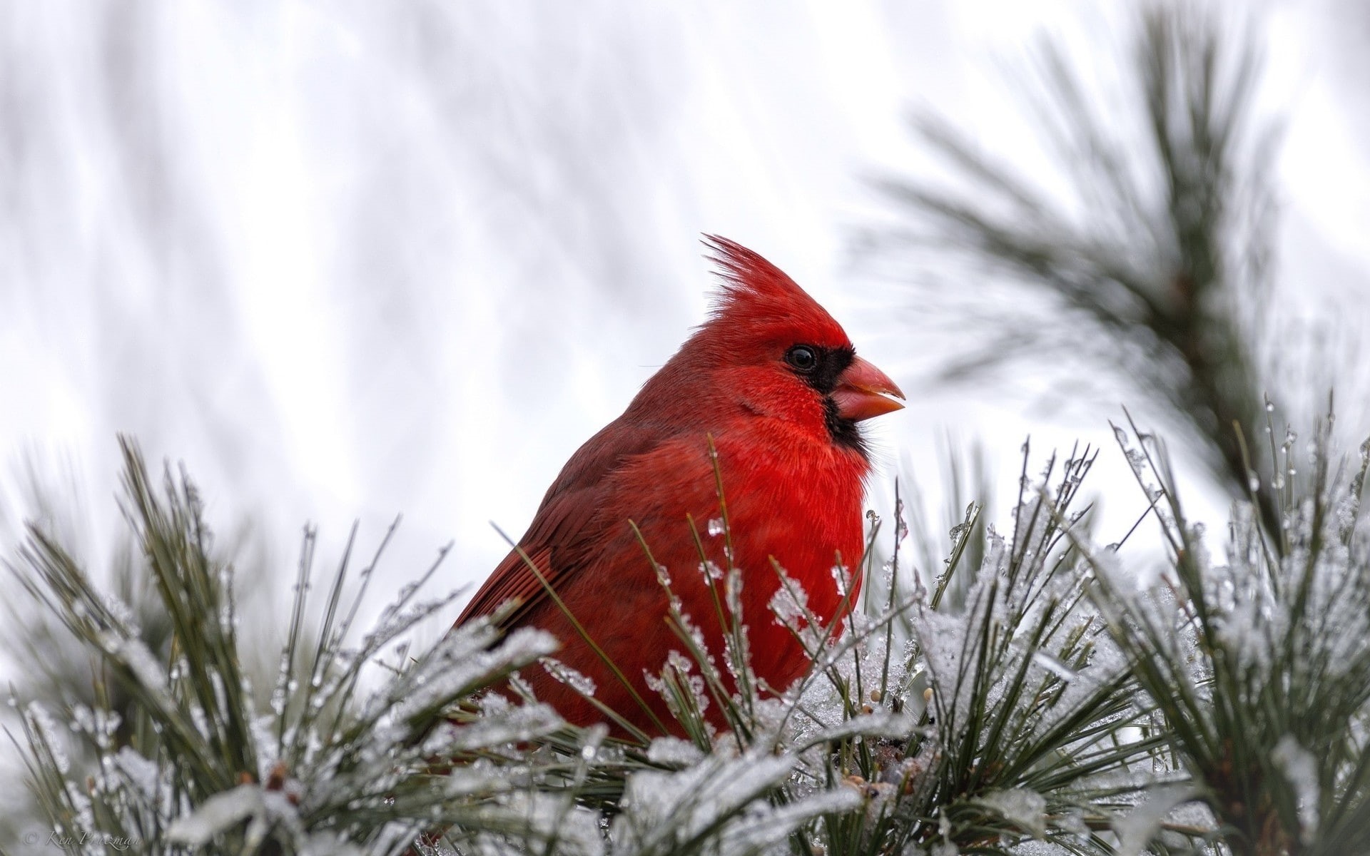 1080P, bird, cardinal, red bird, HD Wallpaper