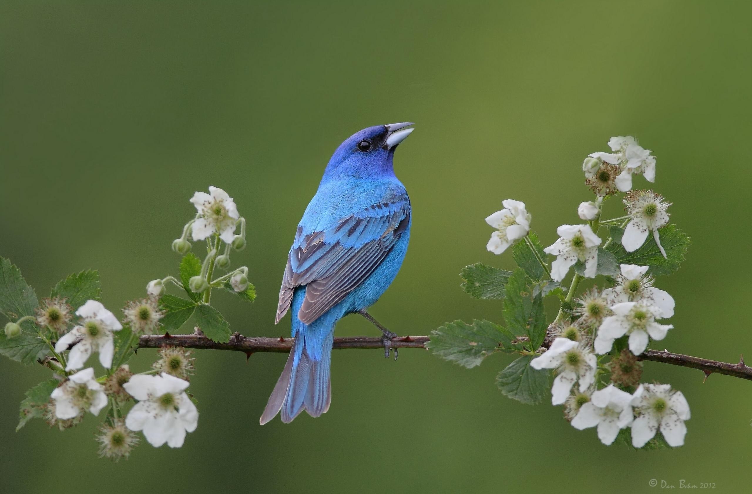 birds, blue, bird, animals, grosbeak, animal, cardinal, 2K, indigo, HD Wallpaper