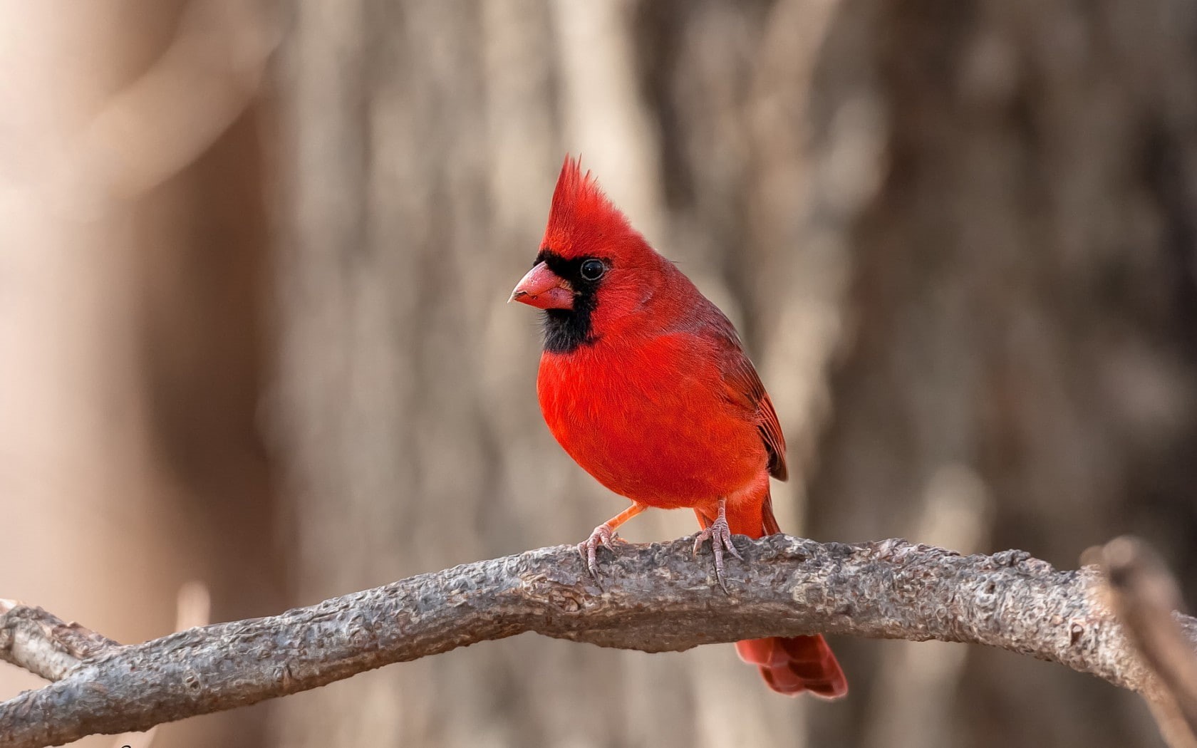 red, animal, animal wildlife, songbird, animals in the wild, animal themes, male animal, cardinal - bird, focus on foreground, no people, animals, nature, HD Wallpaper
