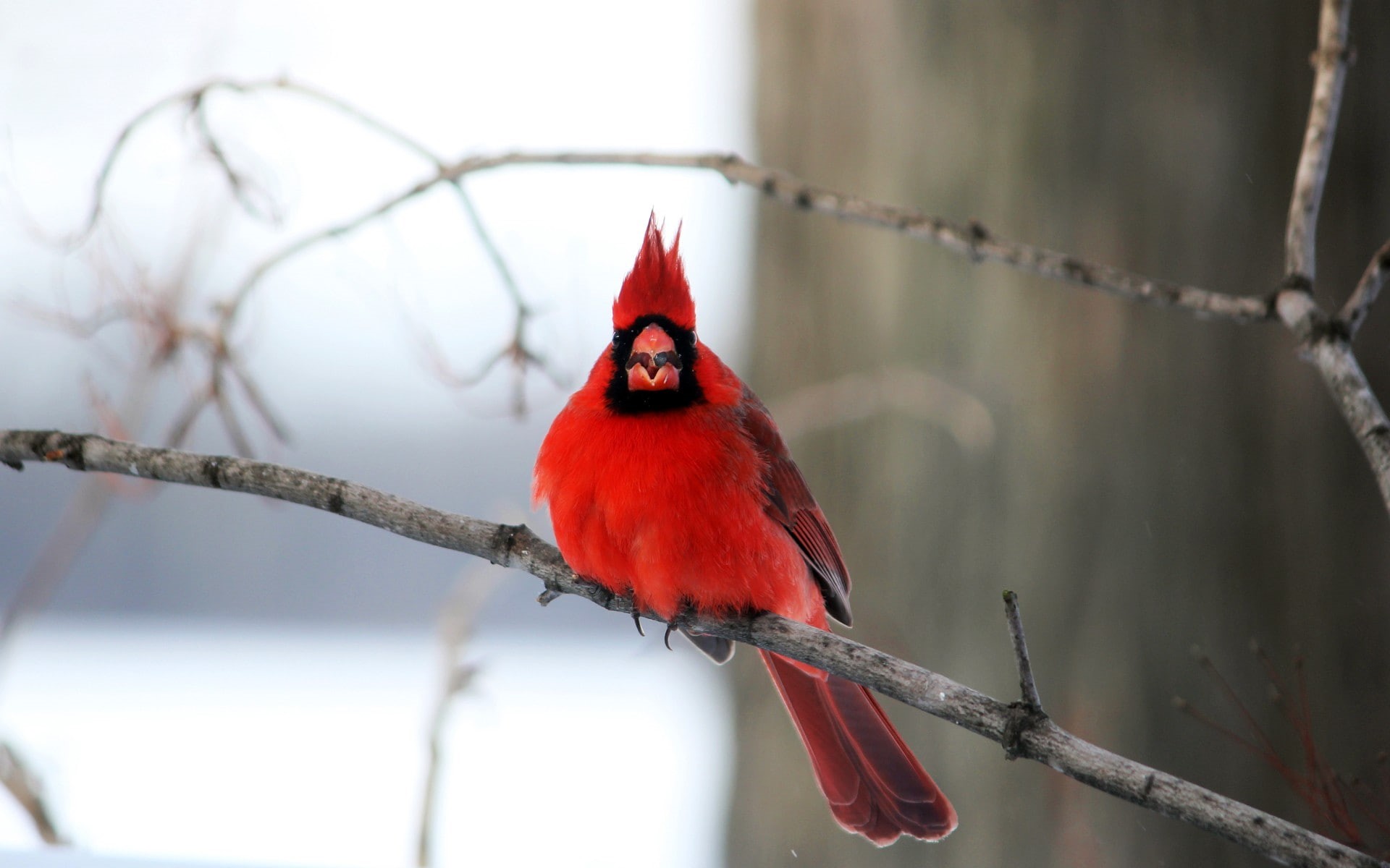 no people, outdoors, animals in the wild, birds, one animal, low angle view, cardinal - bird, branch, nature, focus on foreground, red, 1080P, plant, vertebrate, HD Wallpaper