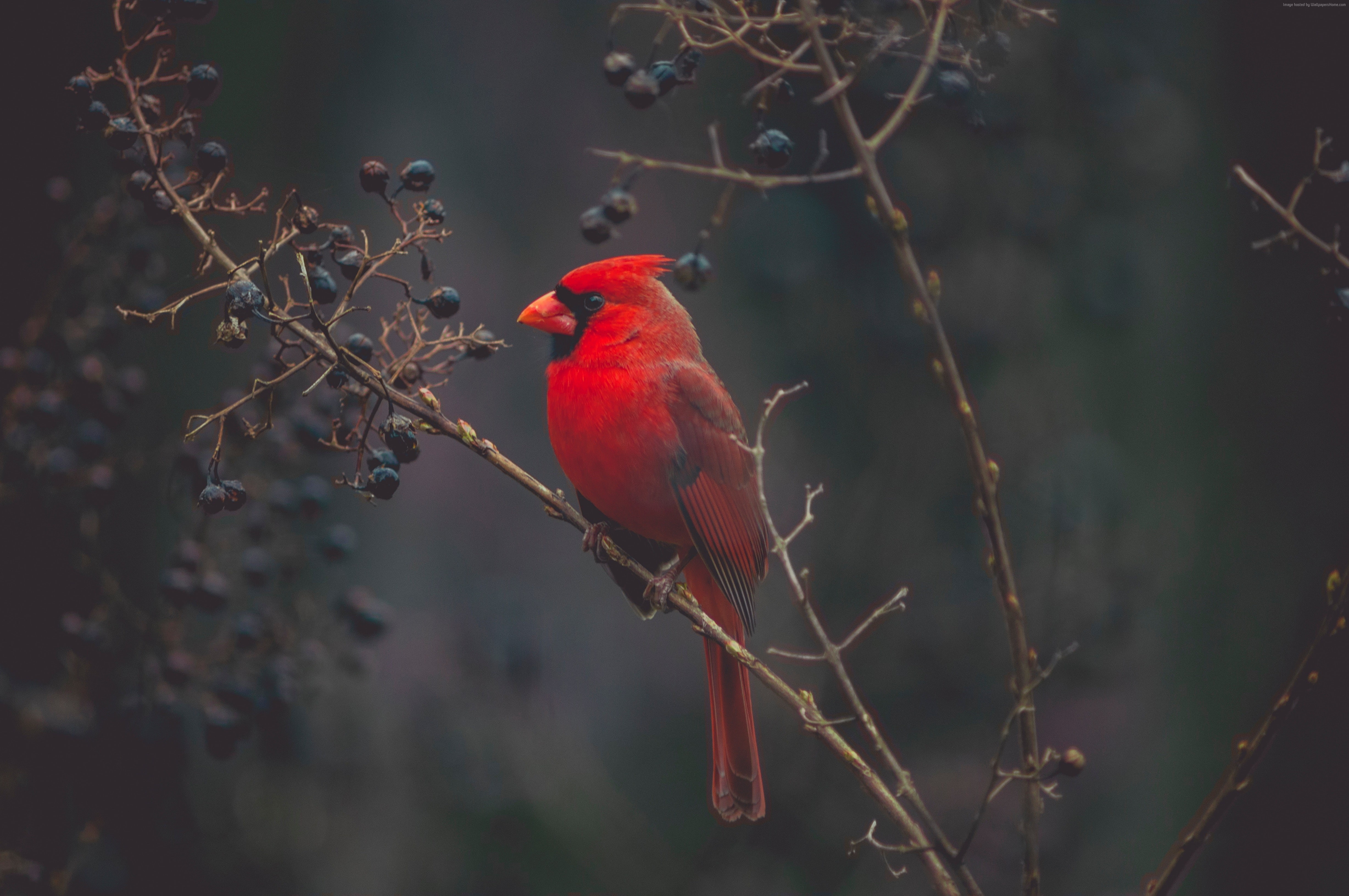 4K, Cardinal, bird, Red bird, 4K, HD Wallpaper